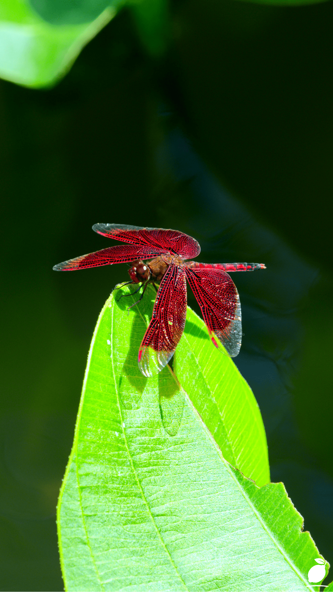 How To Attract Dragonflies To Your Garden