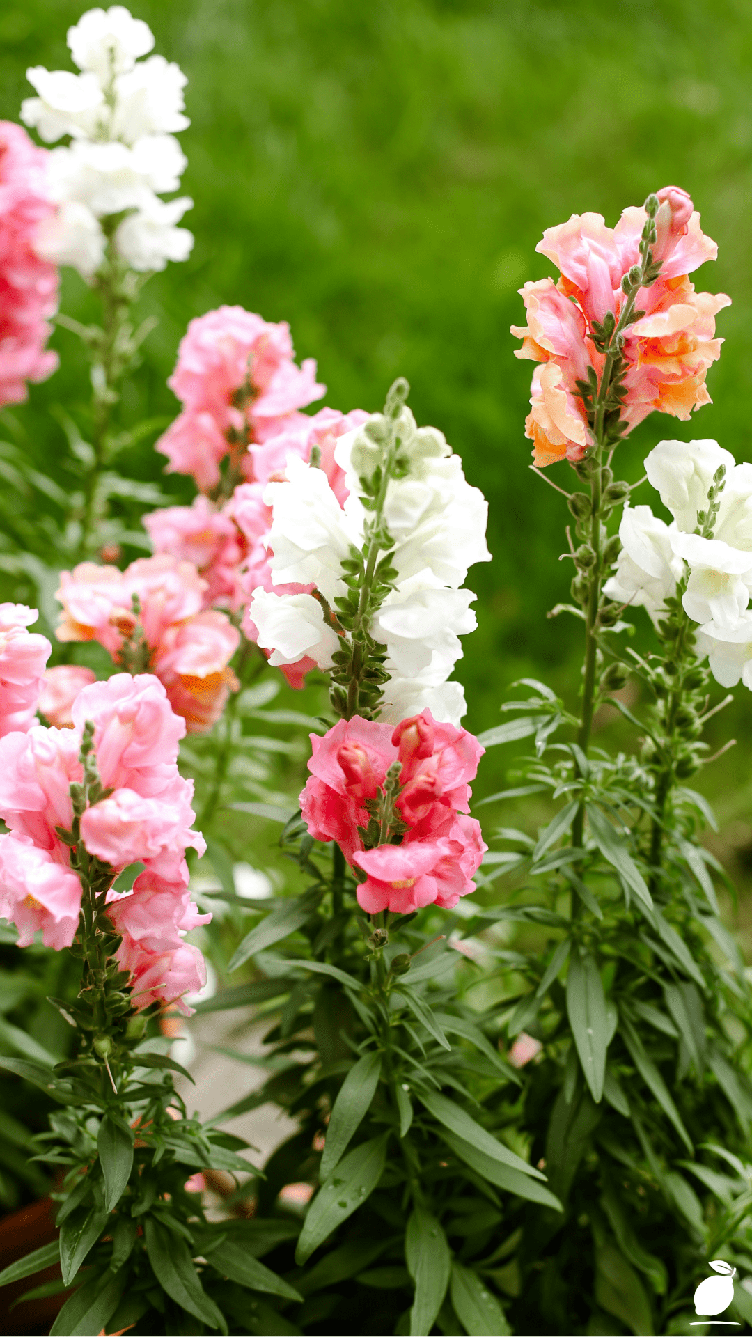 Grow And Care For Snapdragon Flowers