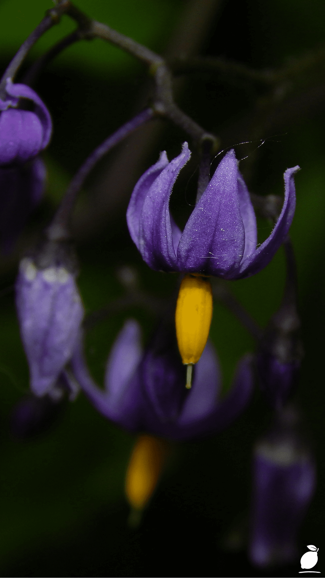 Night Blooming Flowers For Your Garden
