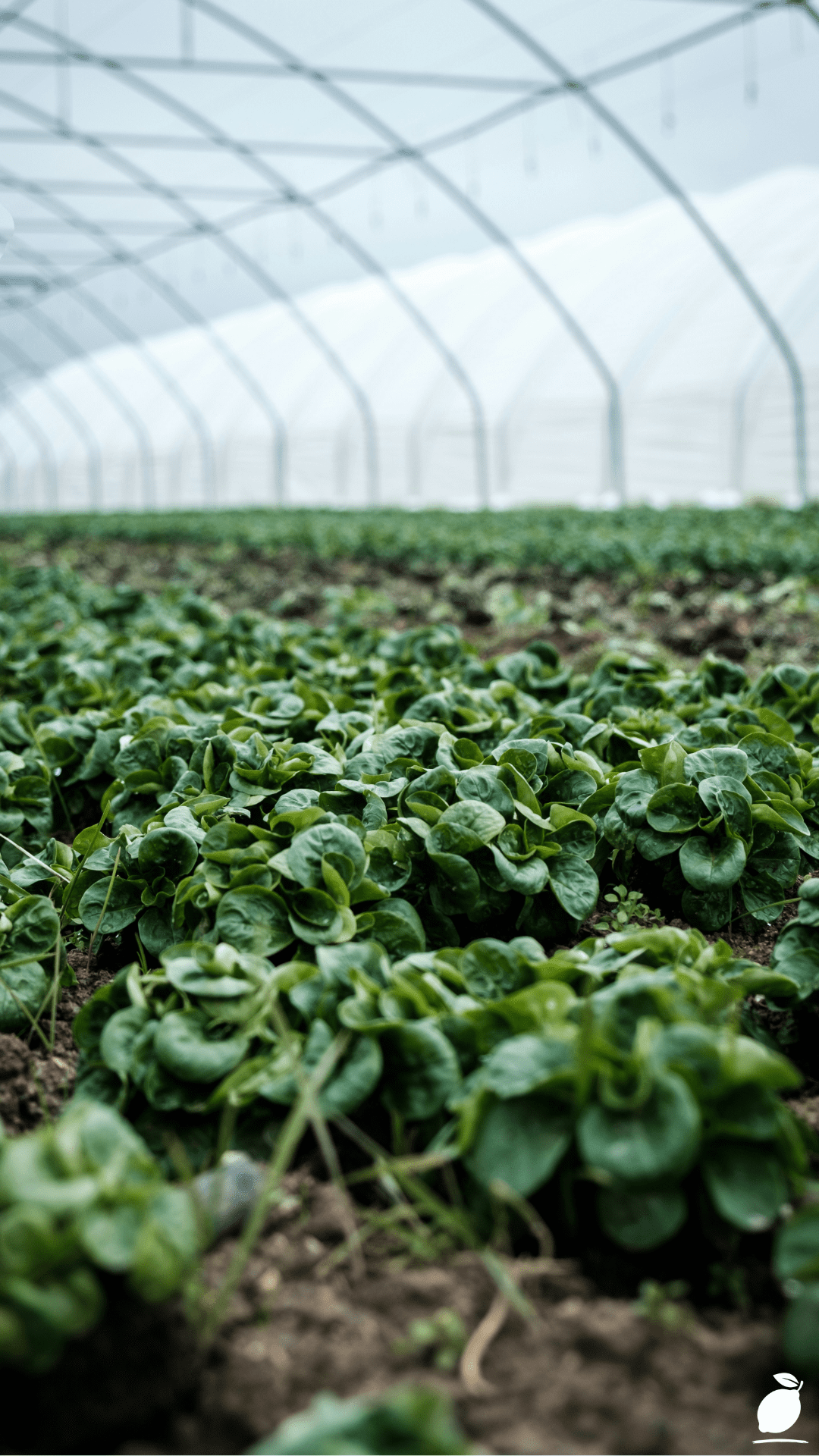 How to Insulate A Greenhouse