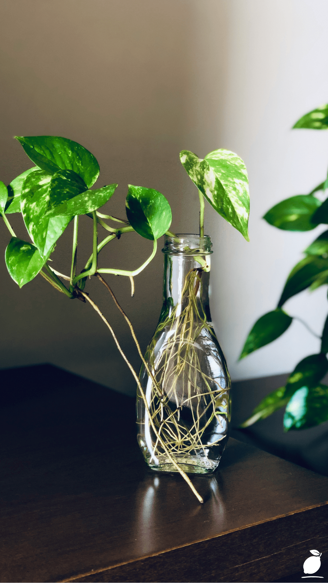 The Kratky Method: A Passive Hydroponic Way to Grow Plants