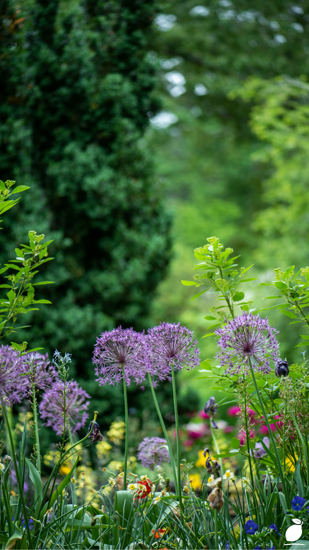 Top Flowers For A Thriving Chaos Garden