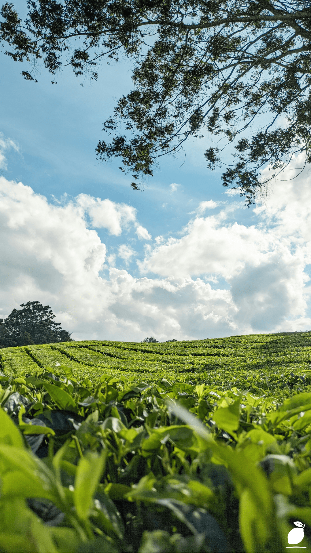 How To Create A Healing Tea Garden