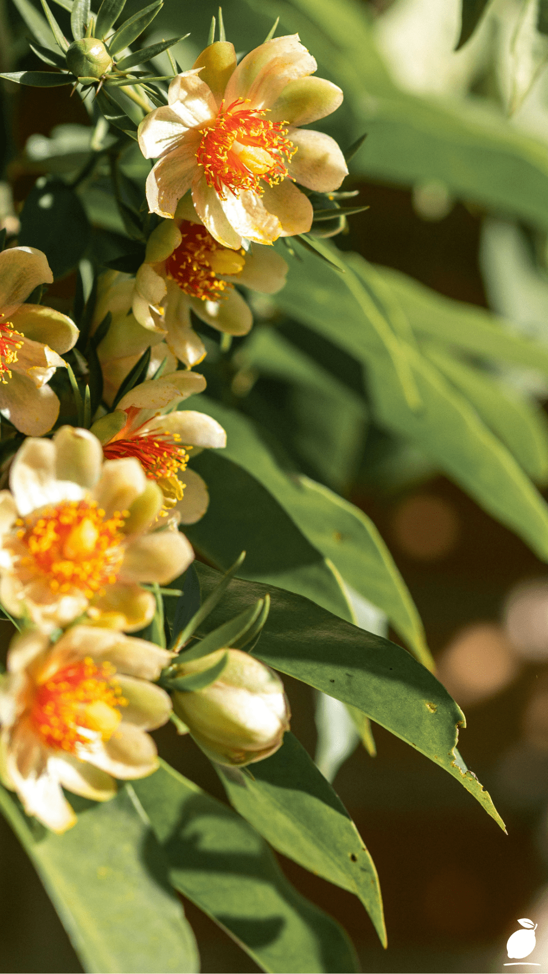 Orange Perennial Flowers