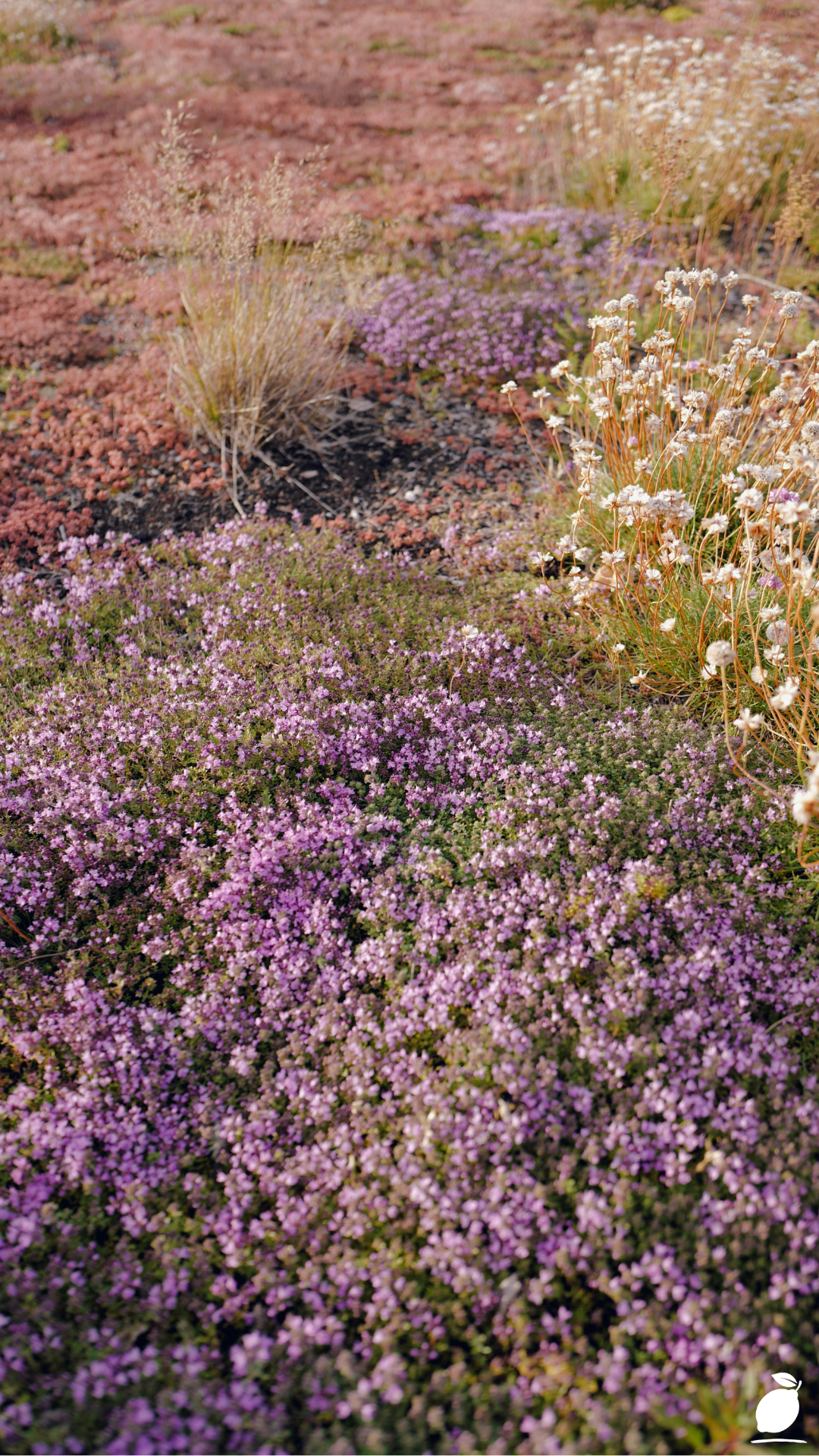 Full Sun Flowering Ground Covers