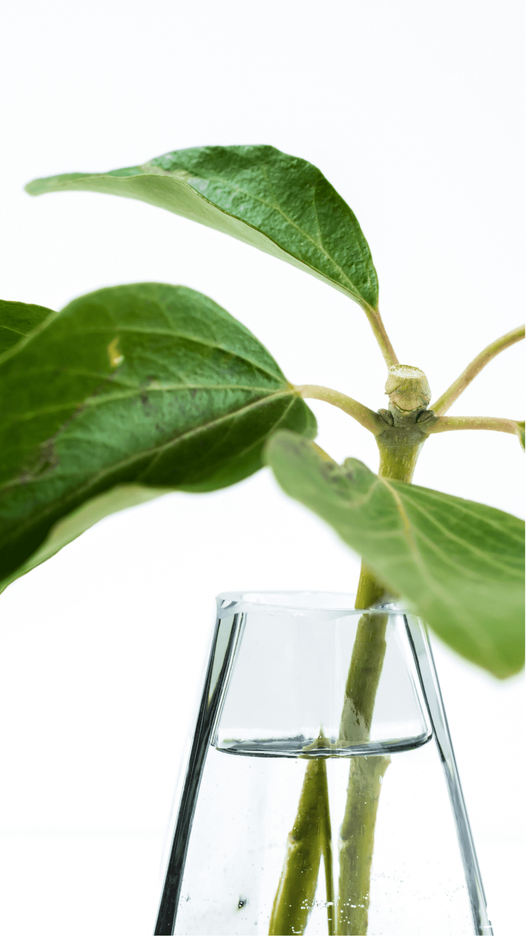 How to Make Your Own Hydroponic Nutrients