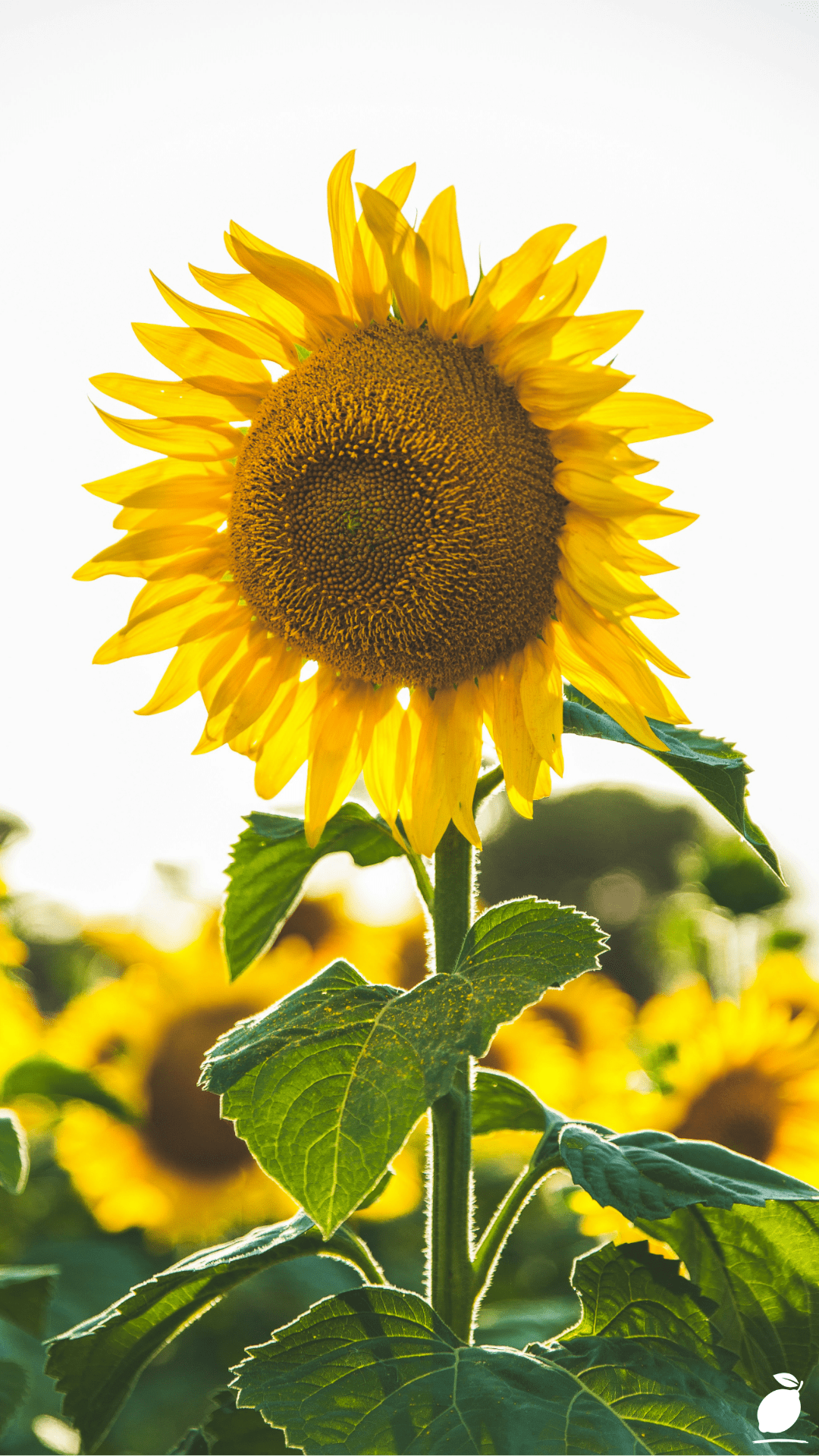 Flowers To Grow From Seeds