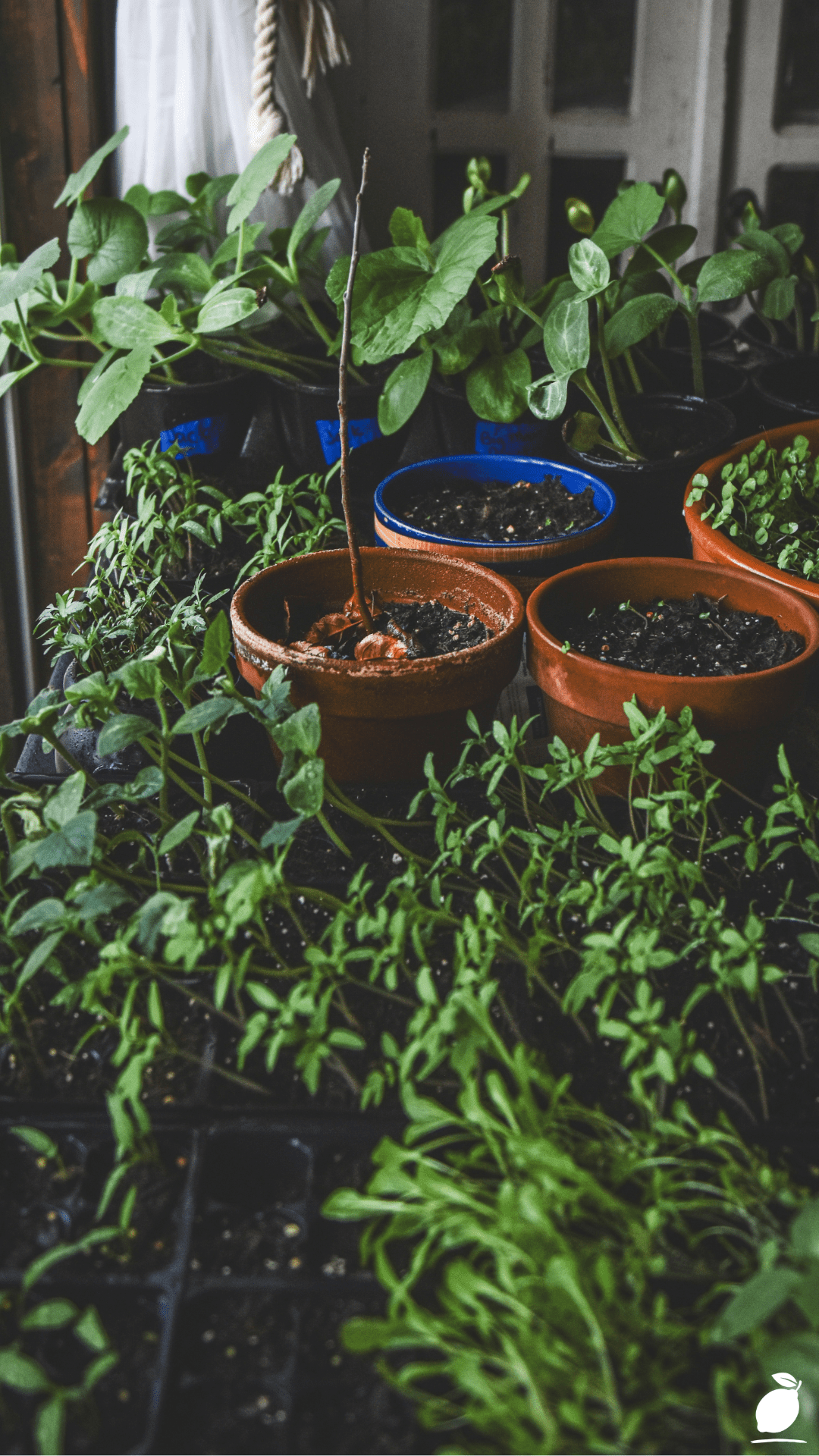 How To Start Seeds Indoors