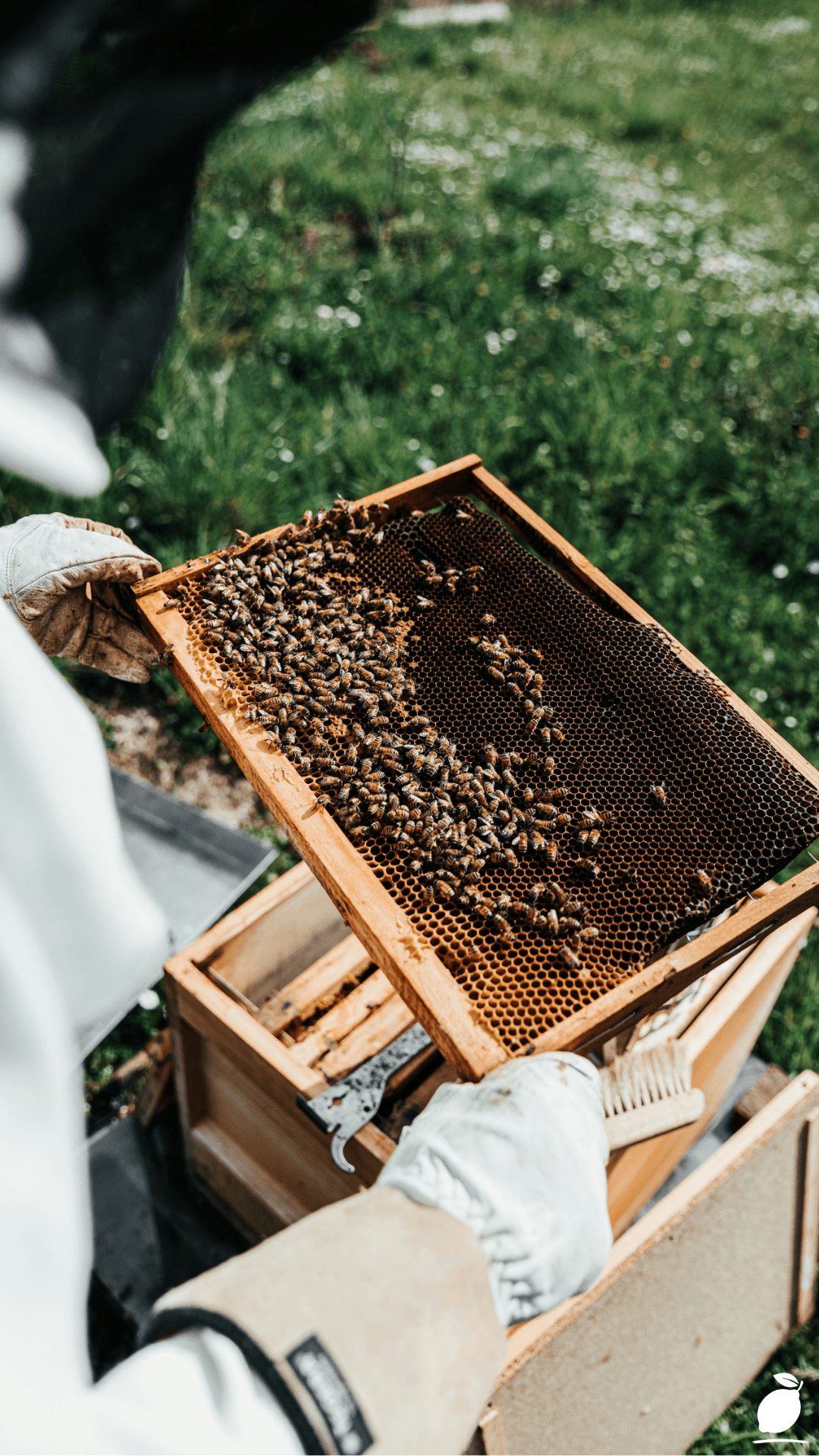 How To Render And Clean Beeswax