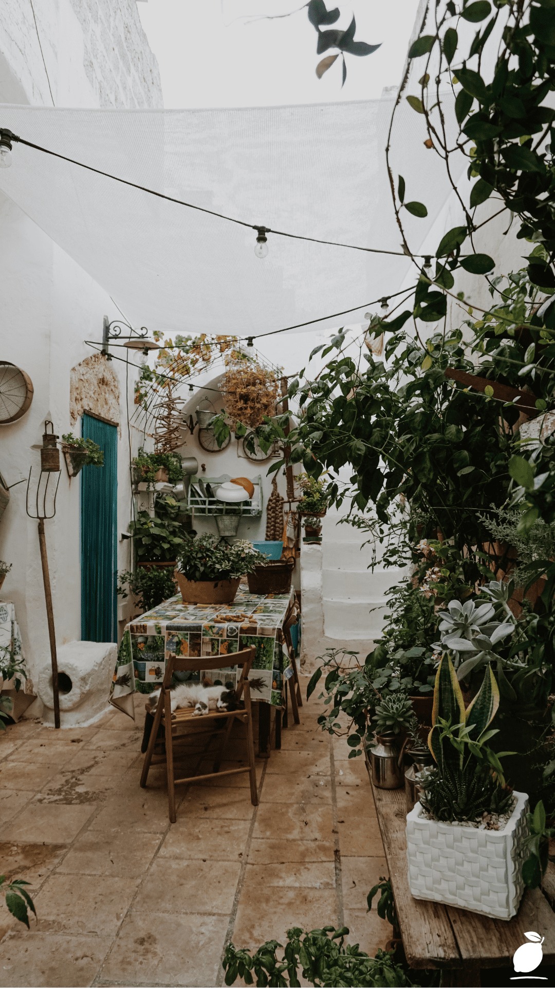 Plant For Shaded Patios And Porches