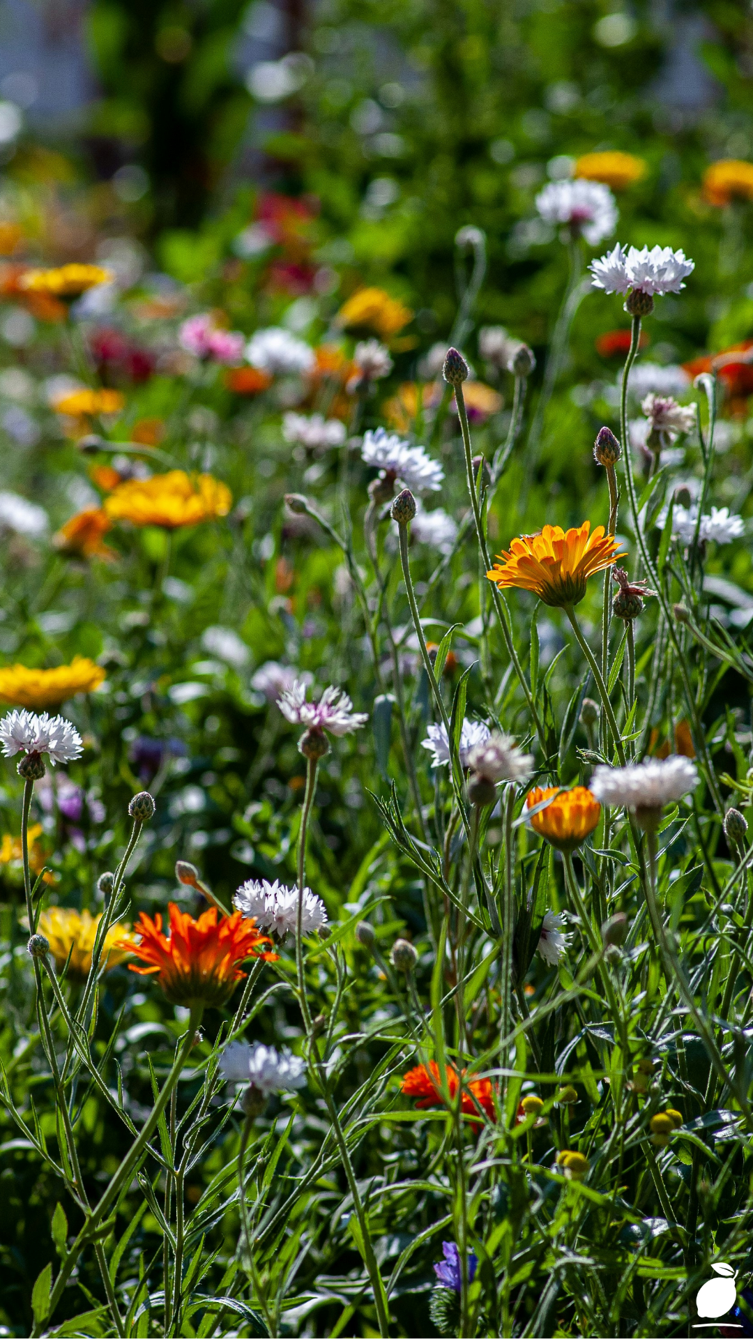 How To Create a Modern Meadow Garden