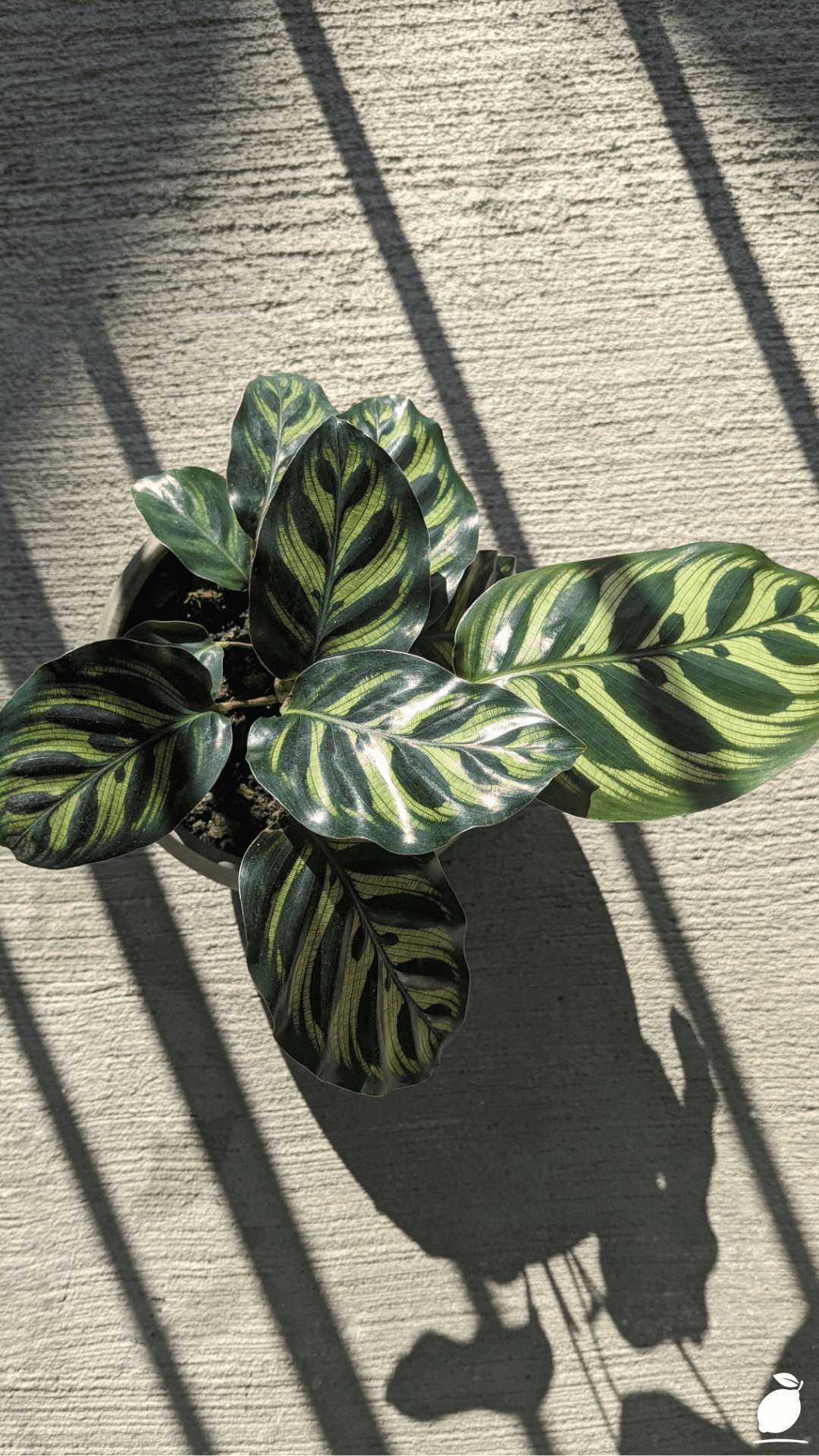 Why Are Your Calathea Leaves Browning?