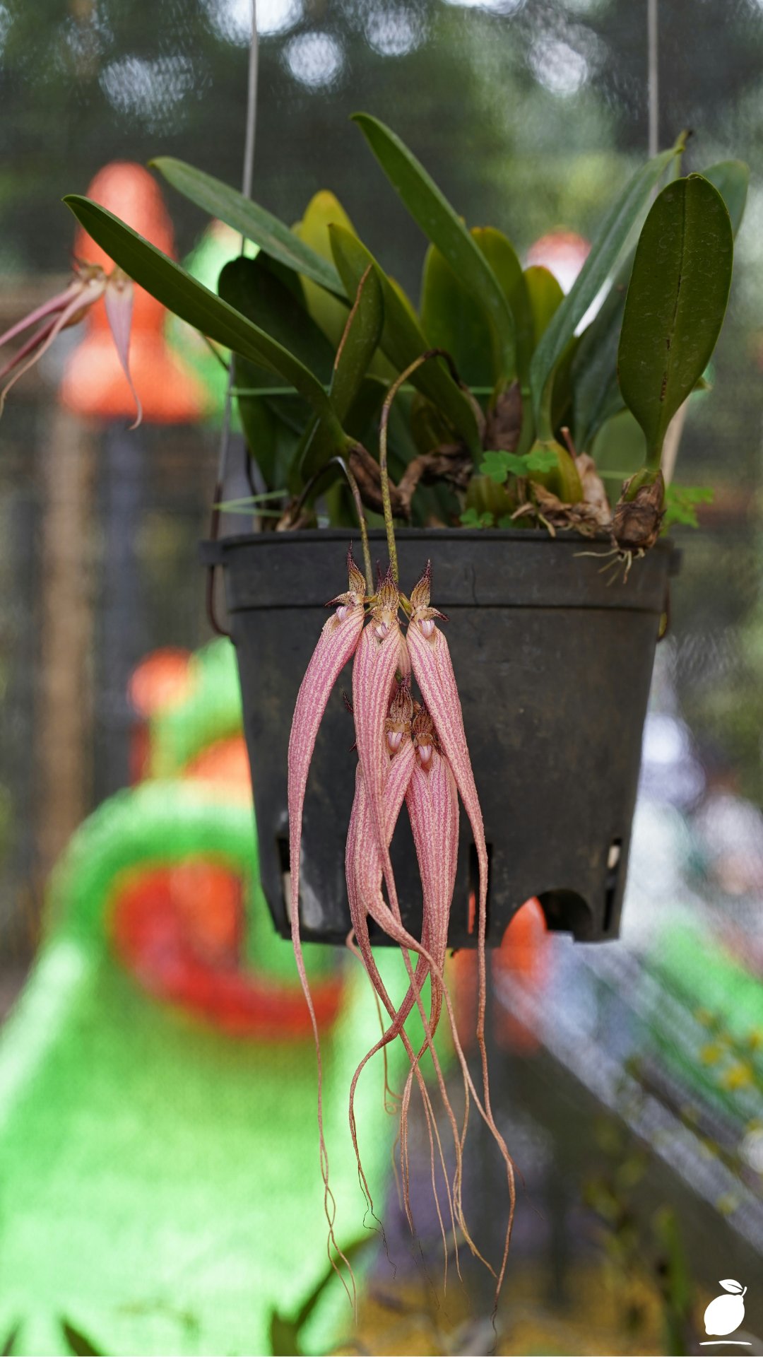 How To Plant a Hanging Basket