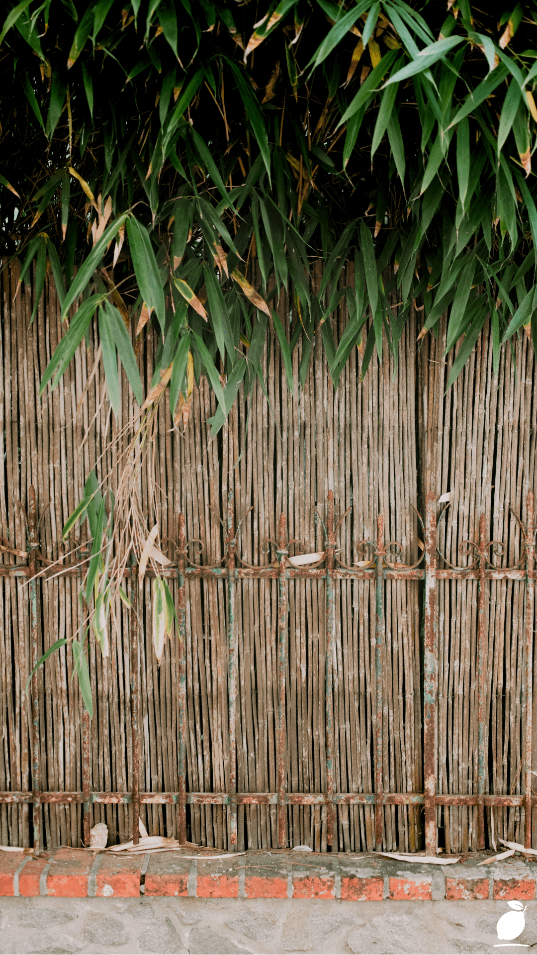 Fast-Growing Plants: Bamboo Privacy Screen and Manicured Garden Path