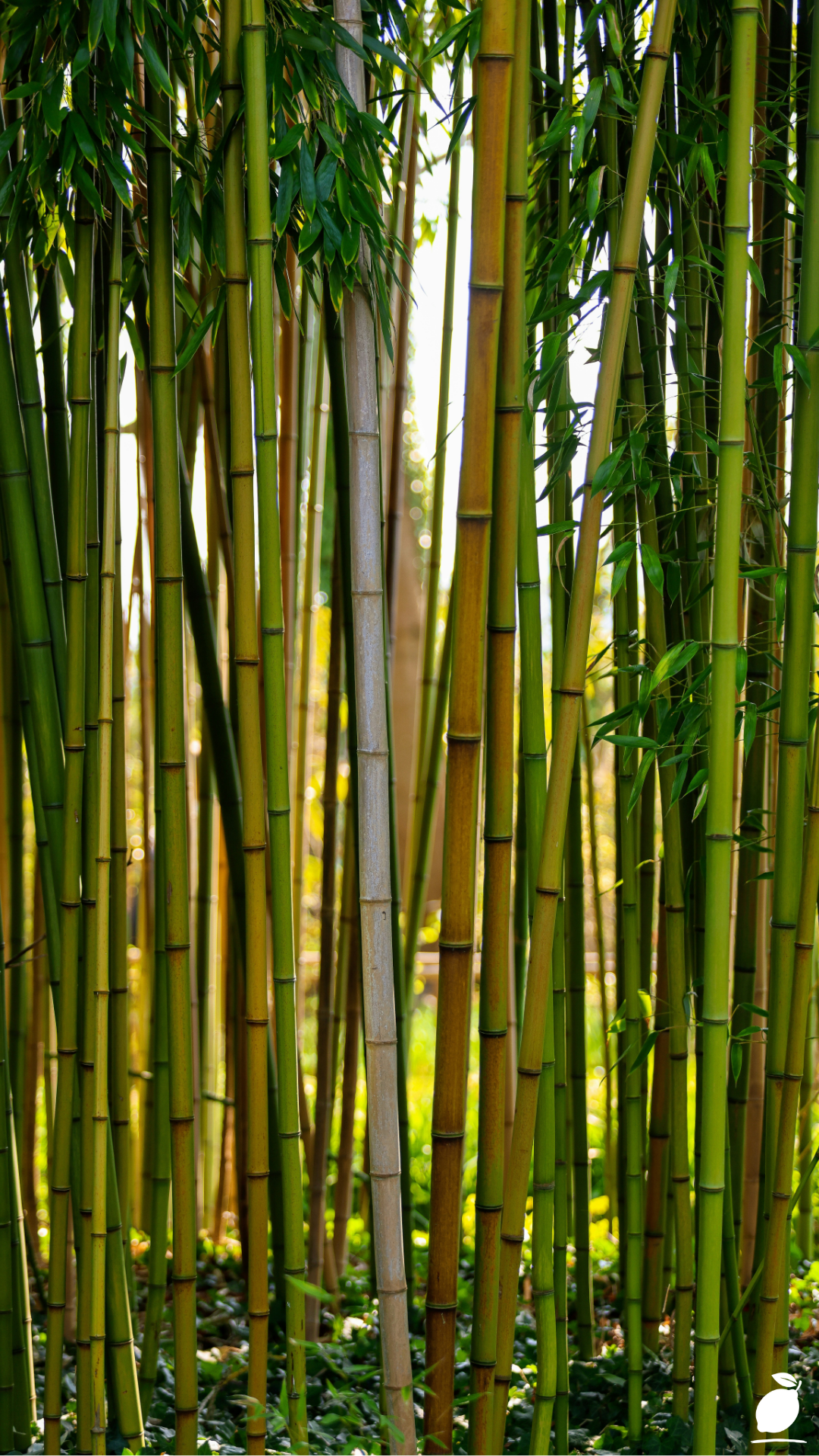How to Plant, Grow and Care For Bamboo In Your Garden