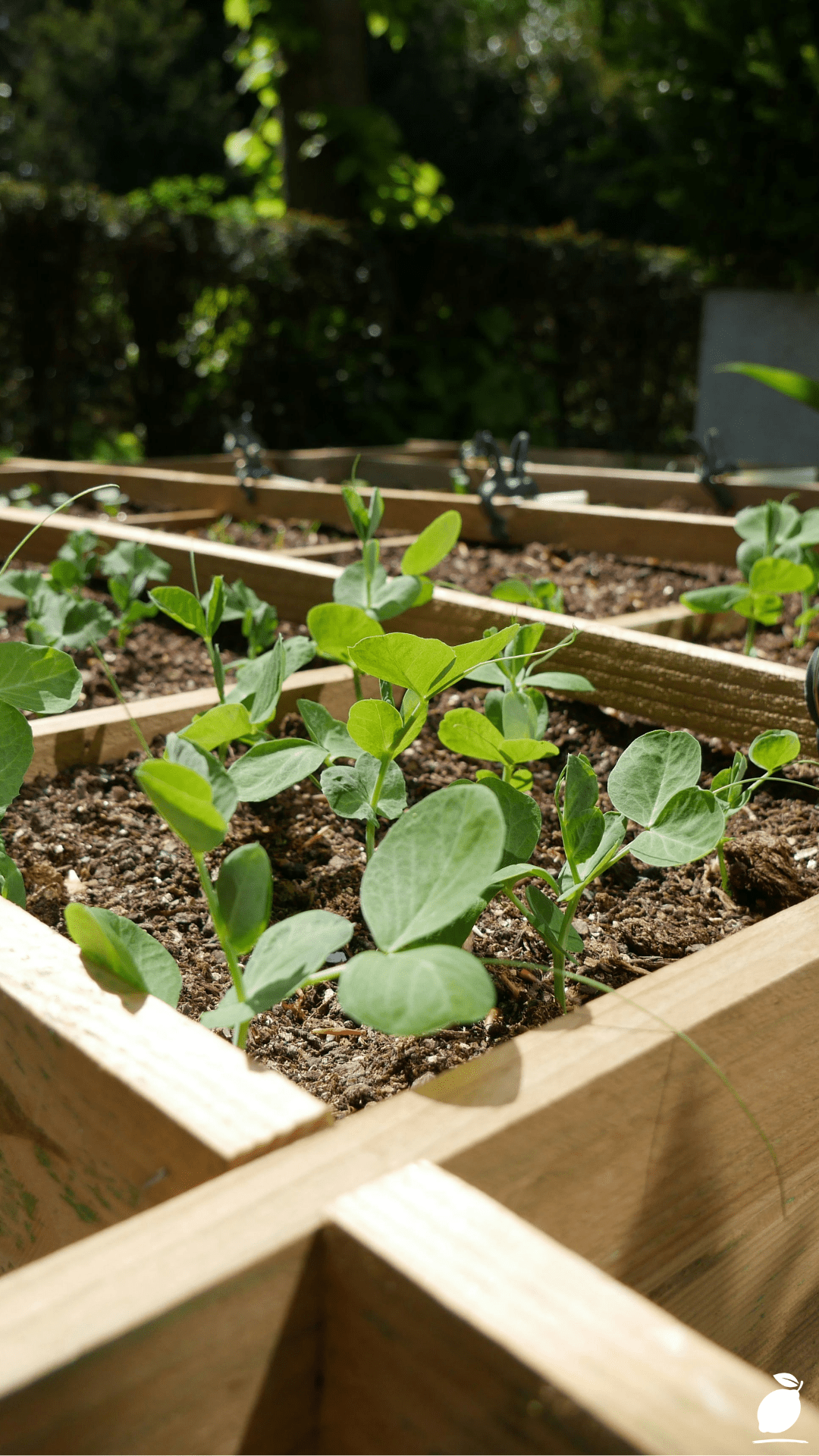 Best Vegetables To Grow in Raised Beds