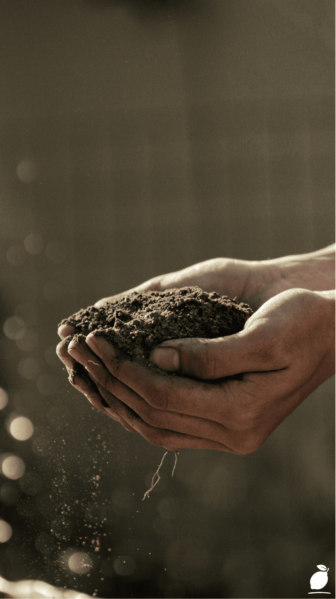 Importance Of Soil Health For Sustainable Farming