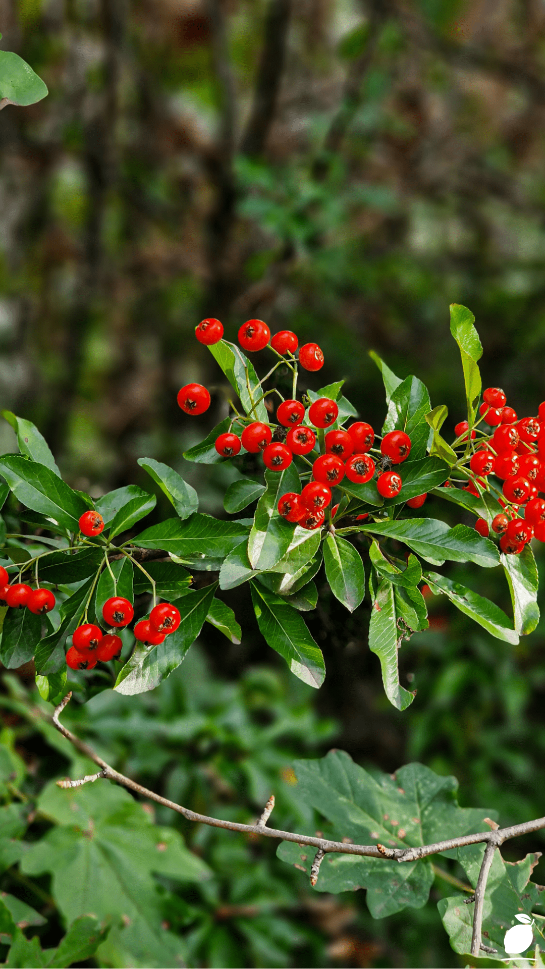 Colorful Shrubs to Add Year-Round Color to Your Landscape