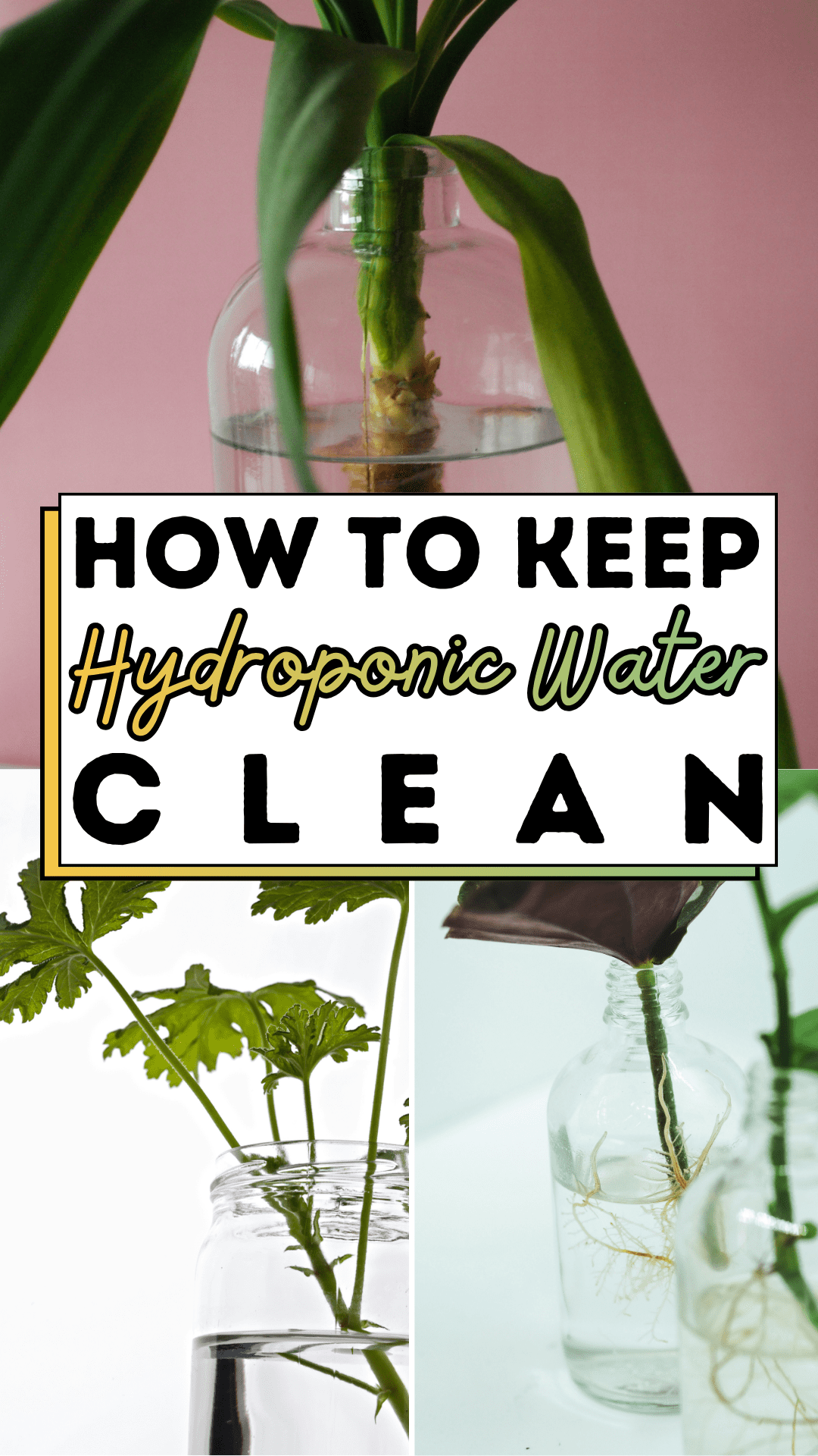 How To Keep Hydroponic Water Clean