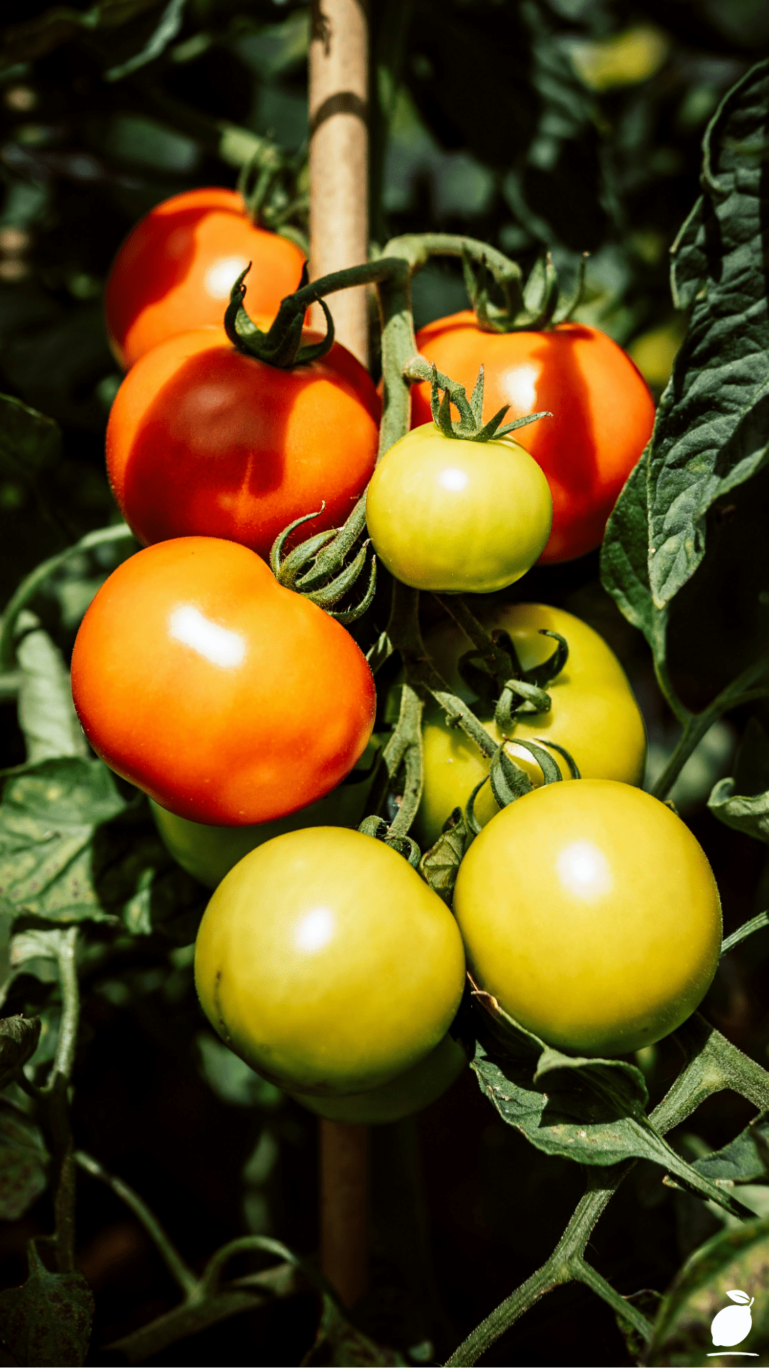 Things to Put On Your Tomato Planting Hole