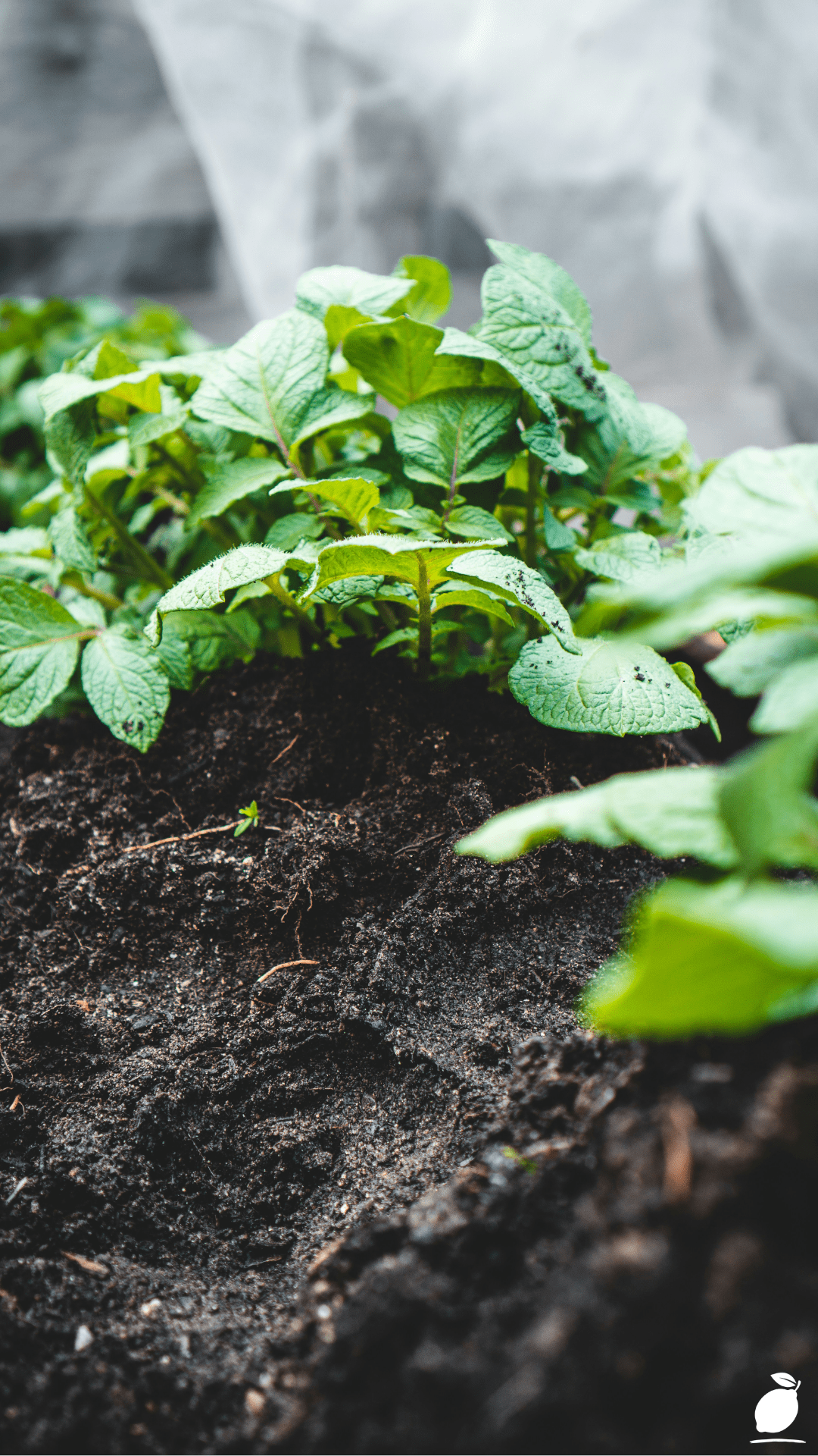 Importance Of Soil Health For Sustainable Farming