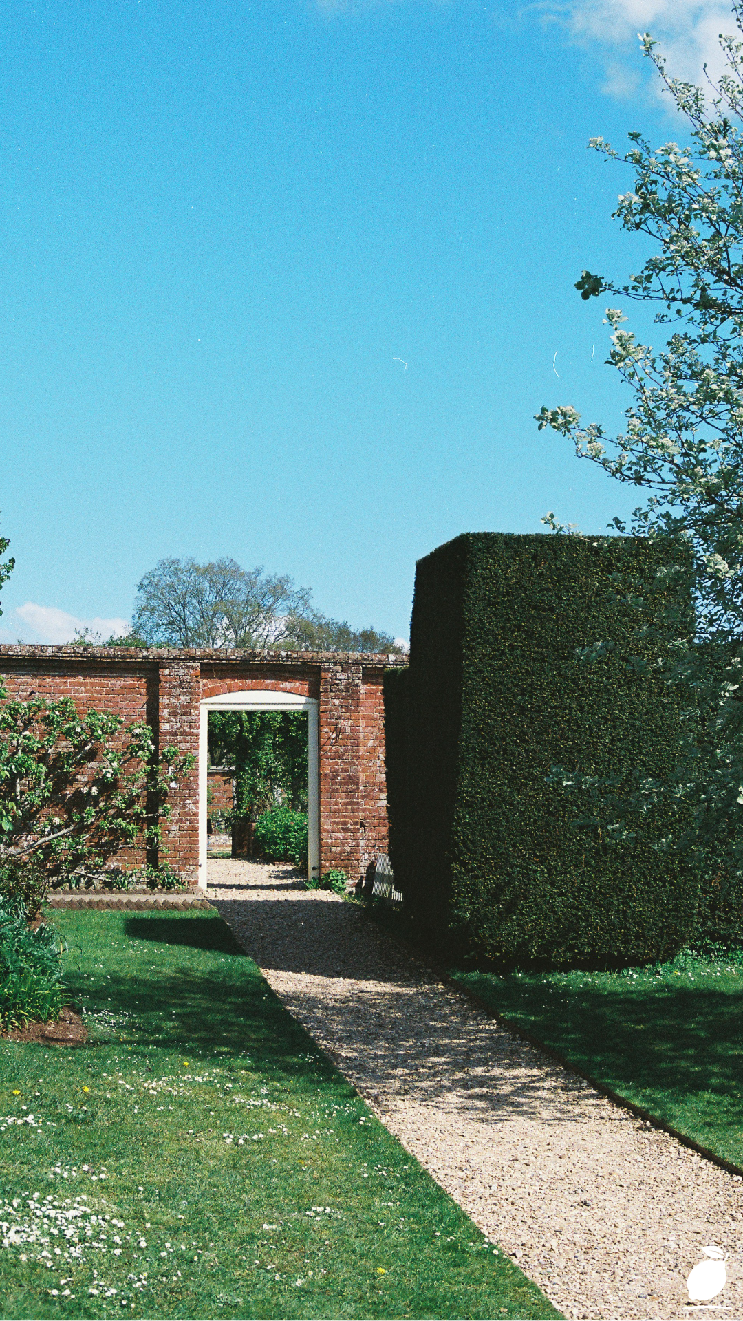 Best Perennial Plants To Use For Borders