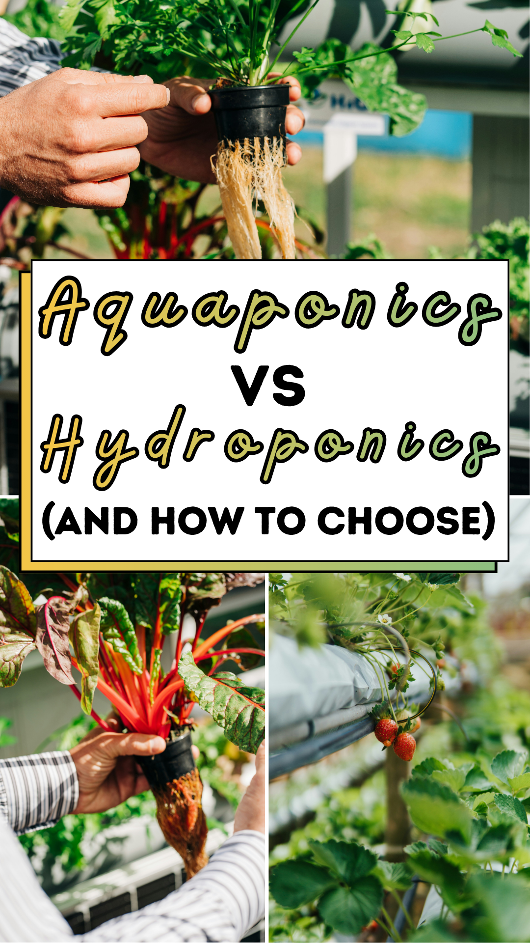 Aquaponics vs Hydroponics (And How To Choose)