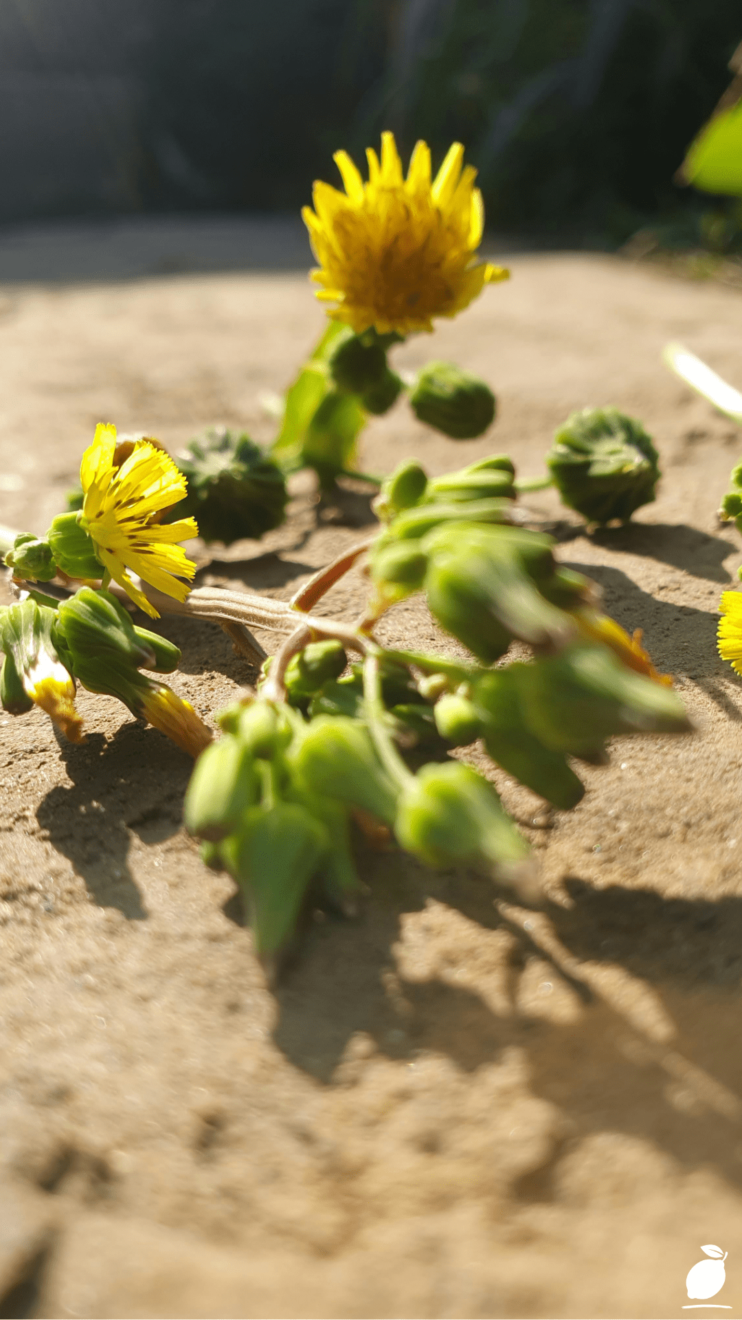 Foraging for Dandelion Root