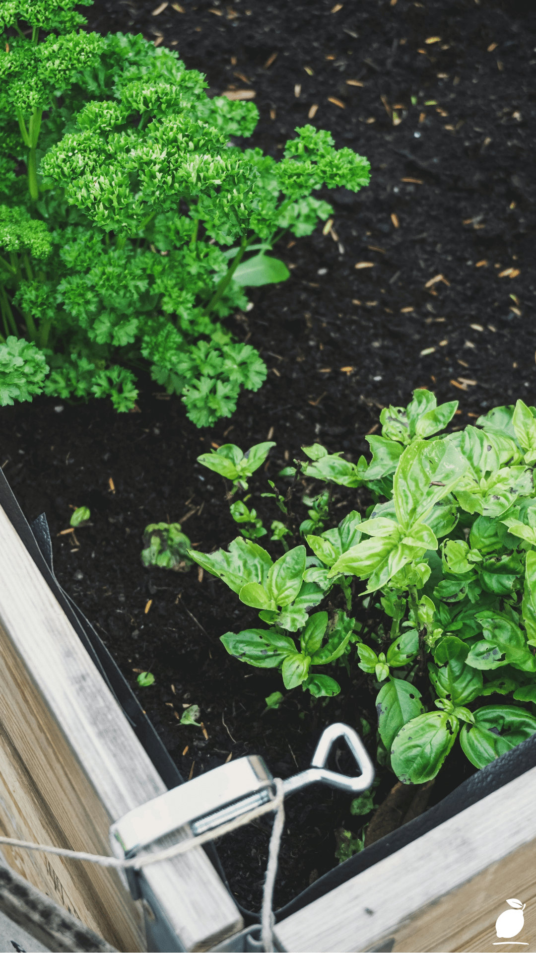 Common Raised Bed Garden Mistakes You Must Avoid