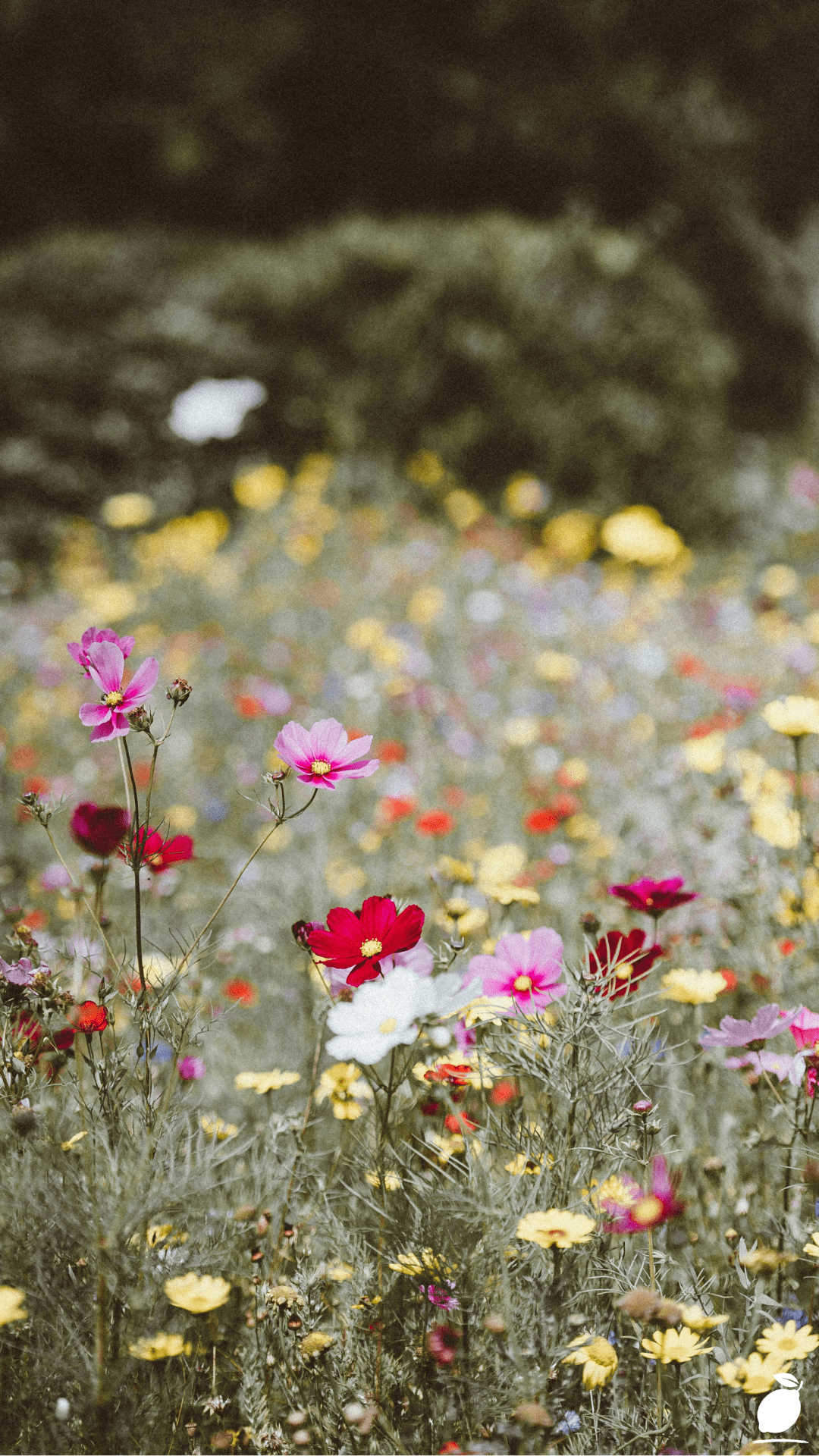 Discover Types of Wildflowers Worldwide