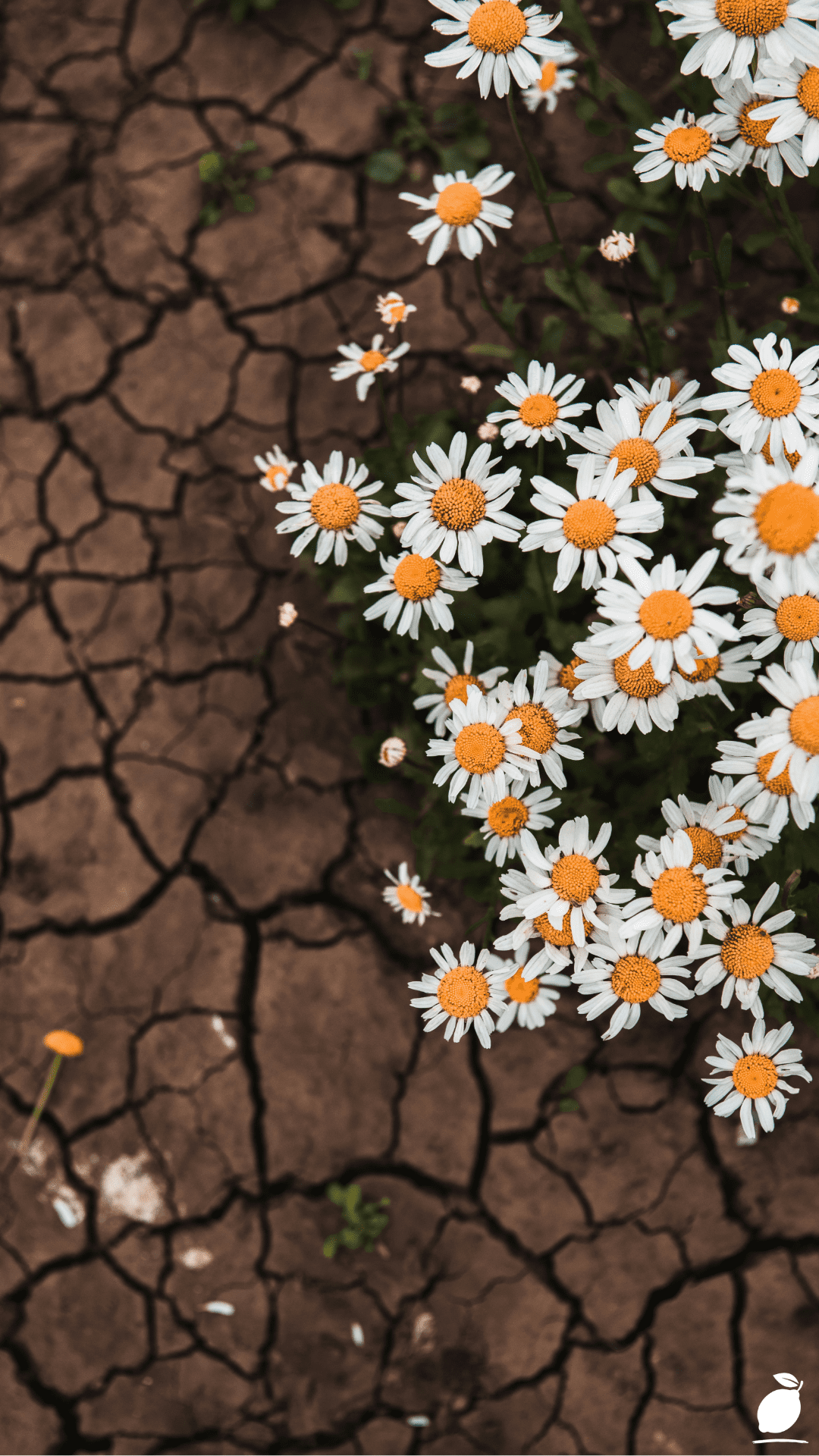 Plants And Flowers That Prefer Dry Soil