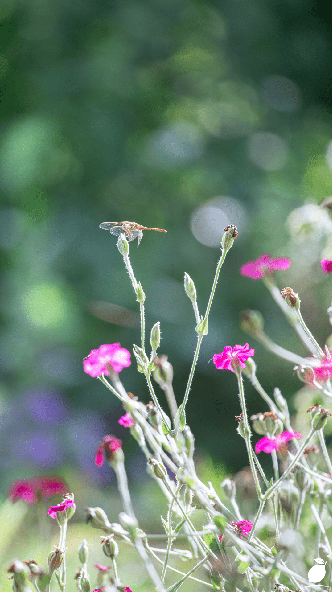 How To Attract Dragonflies To Your Garden