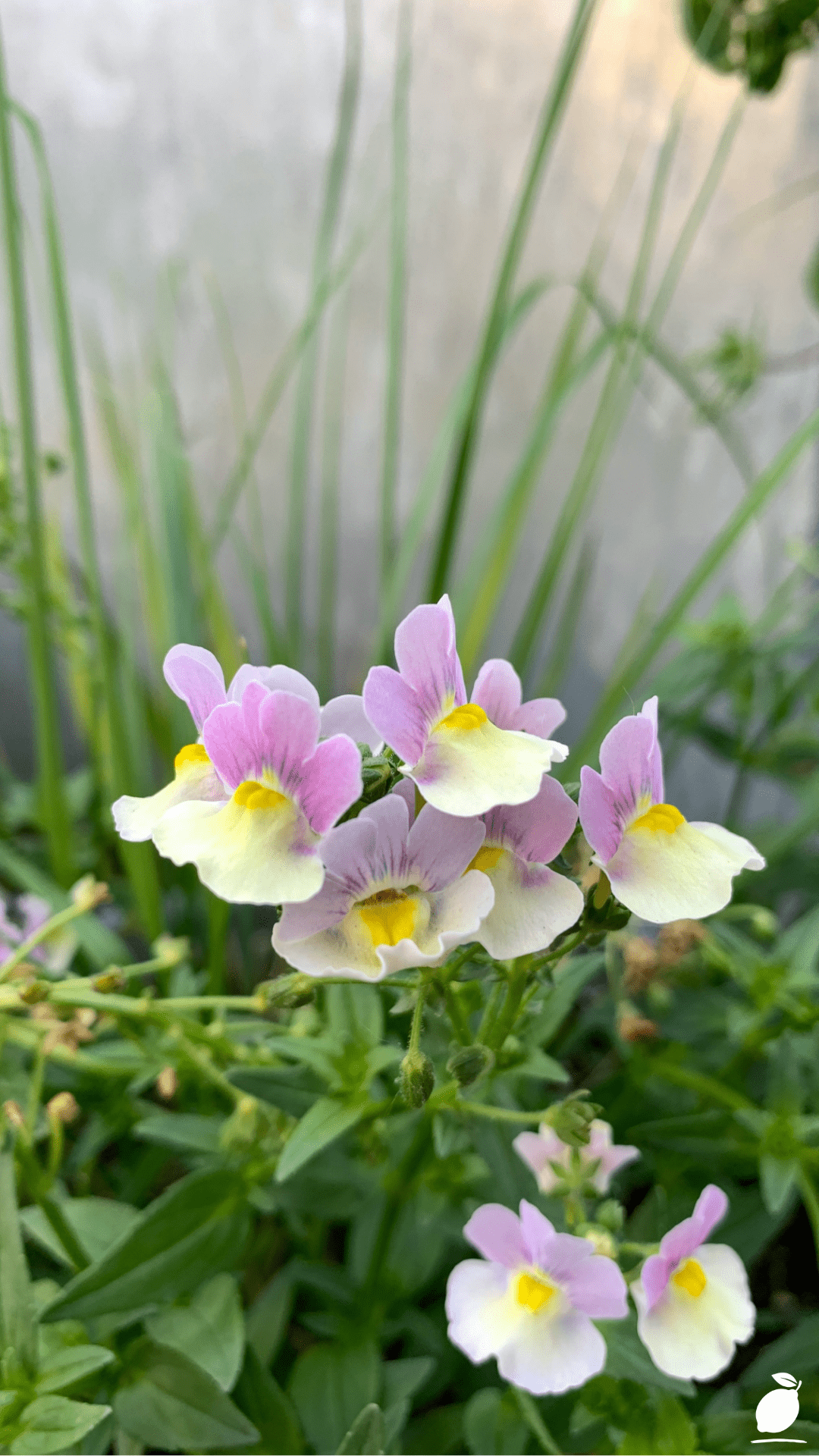 Grow And Care For Snapdragon Flowers