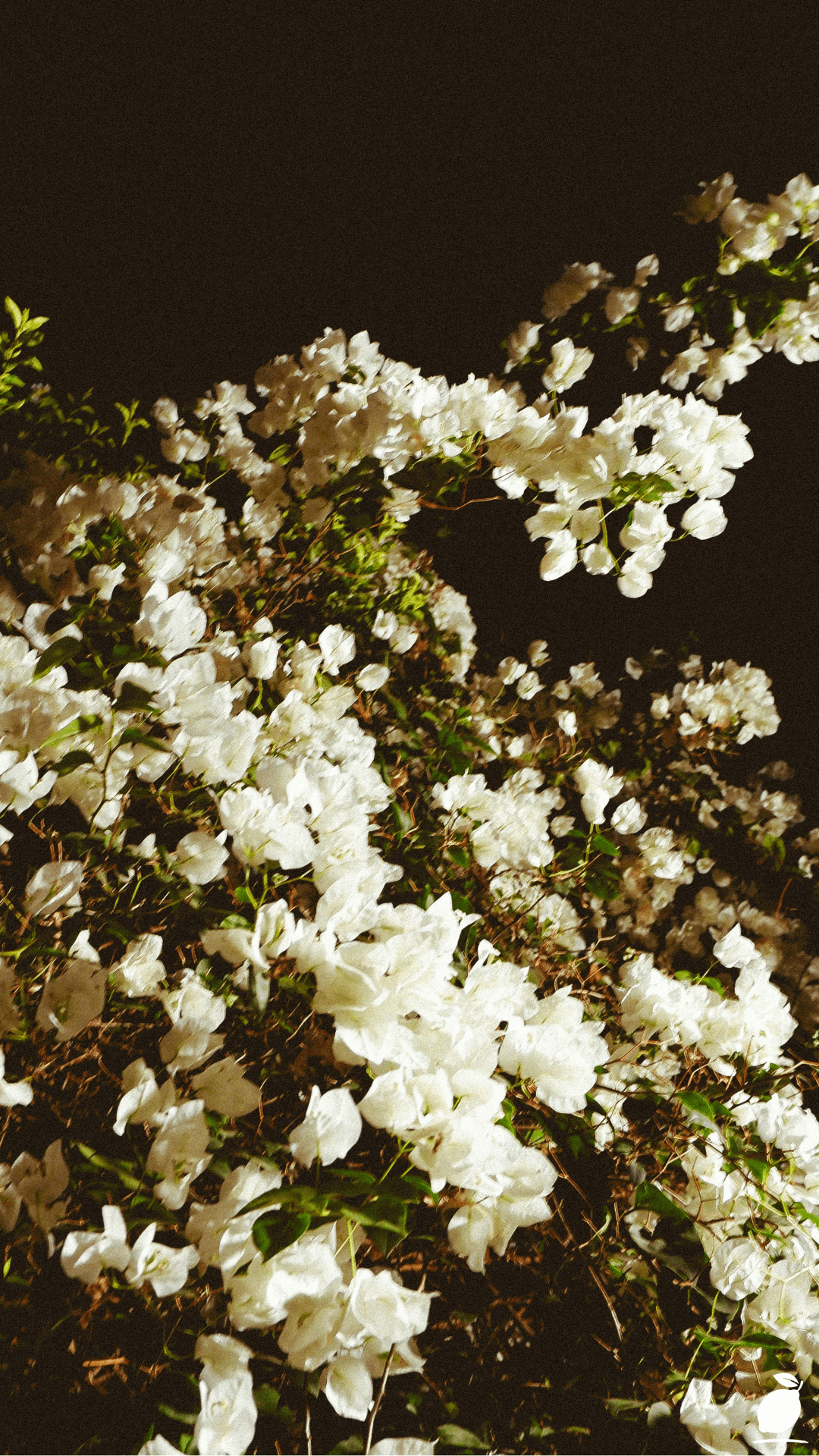 Night Blooming Flowers For Your Garden