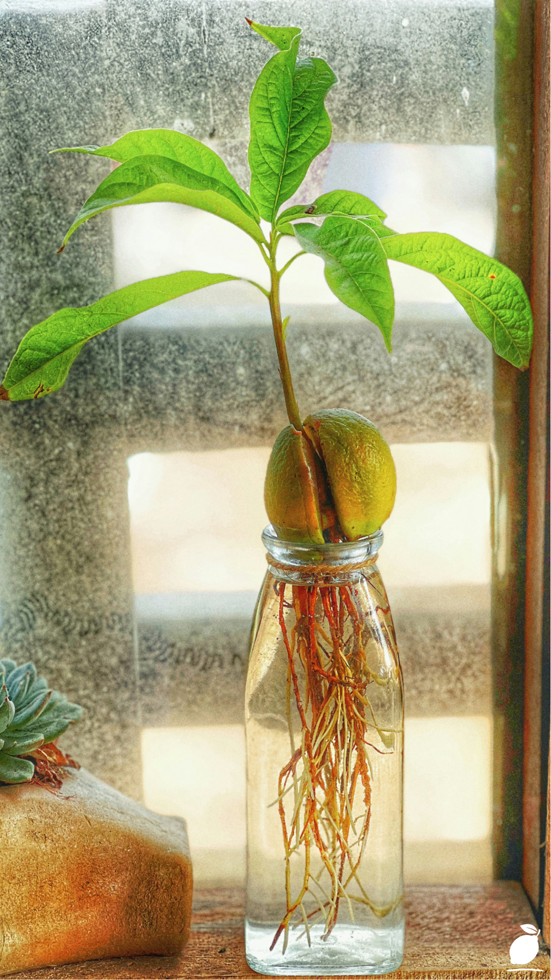 The Kratky Method: A Passive Hydroponic Way to Grow Plants