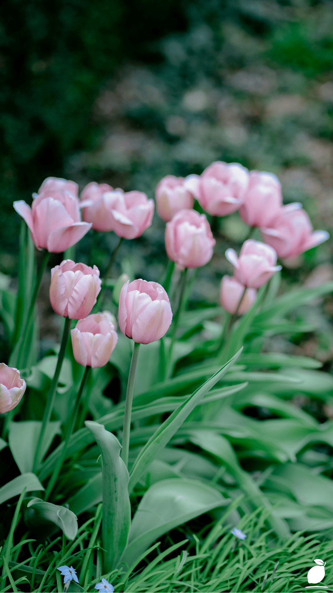 Lasagna Technique: How to Layer Spring Bulbs
