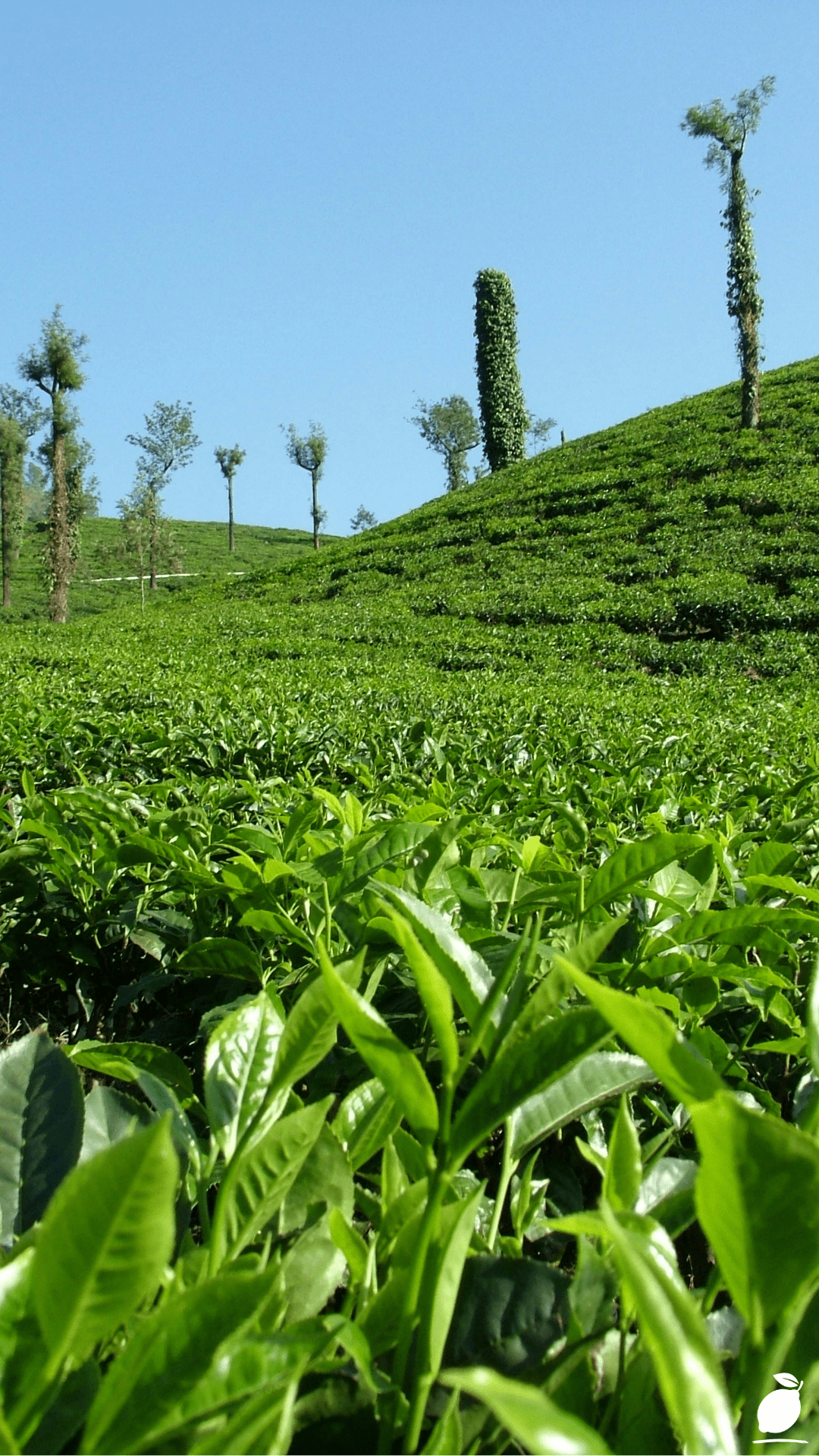 How To Create A Healing Tea Garden