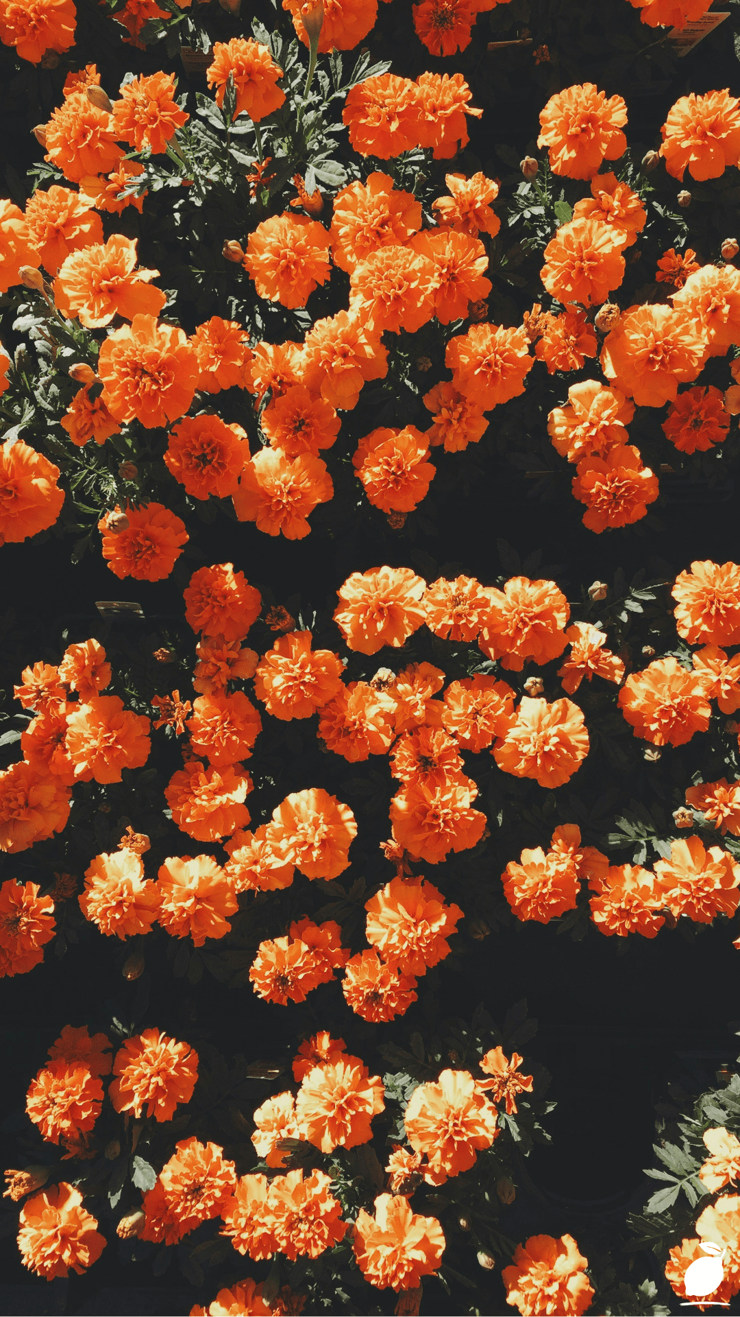 Orange Perennial Flowers