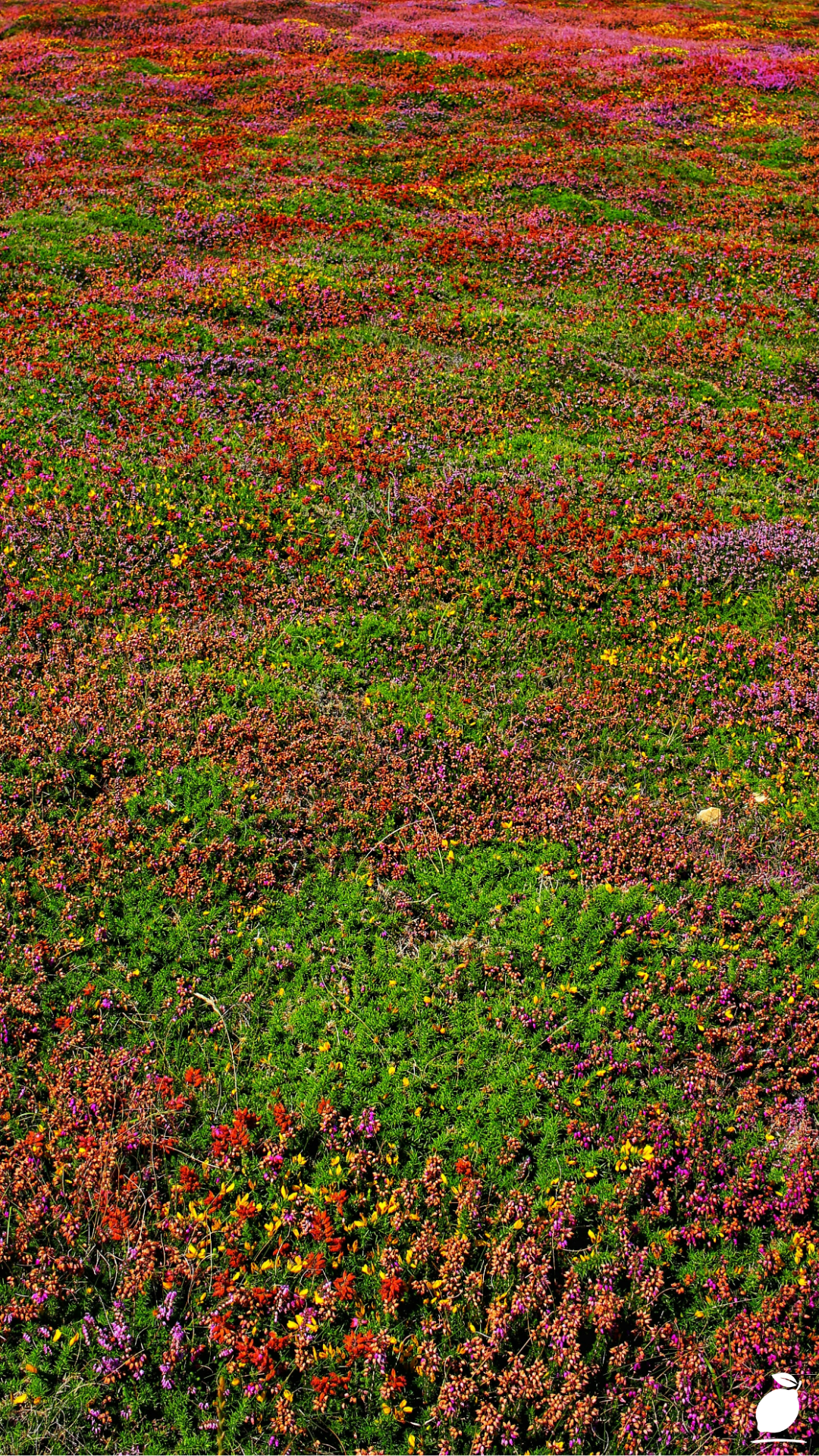 Full Sun Flowering Ground Covers