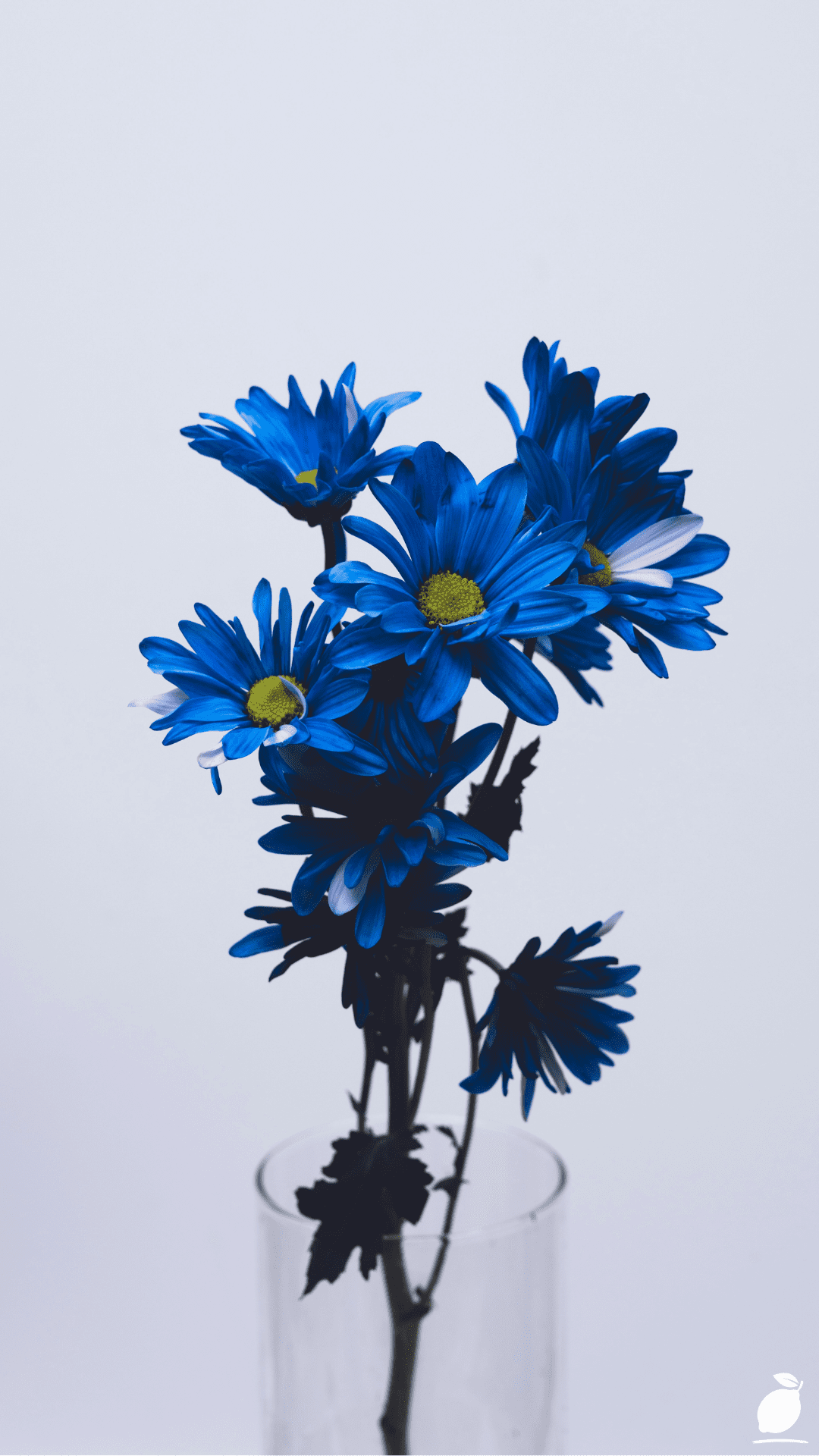 Edible Flowers To Grow
