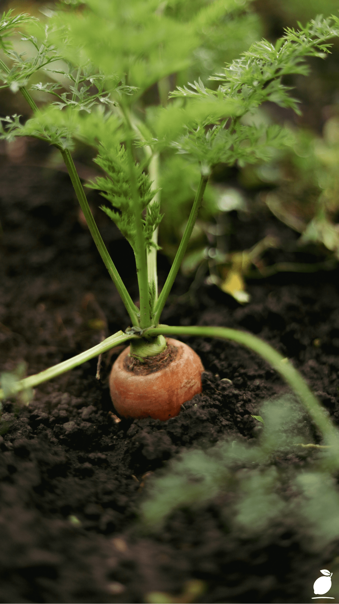 How To Create A Thriving Small Patio Veggie Garden