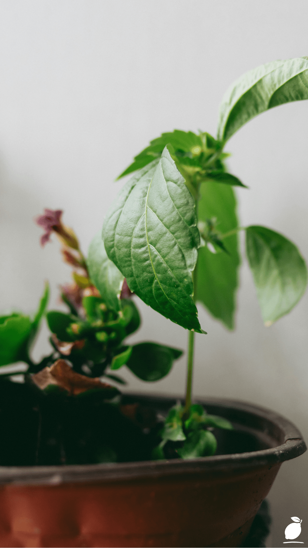 How to Make Your Own Hydroponic Nutrients