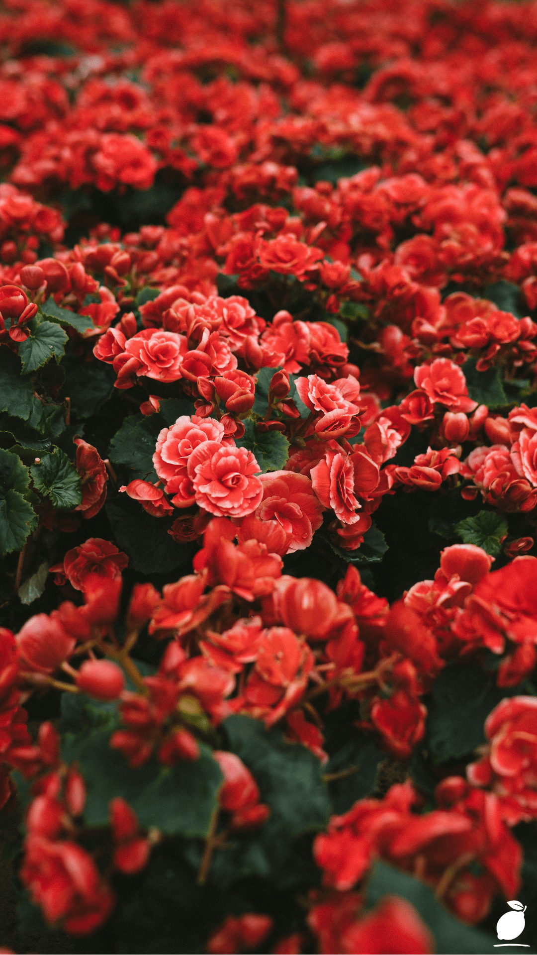 Flowers To Grow From Seeds