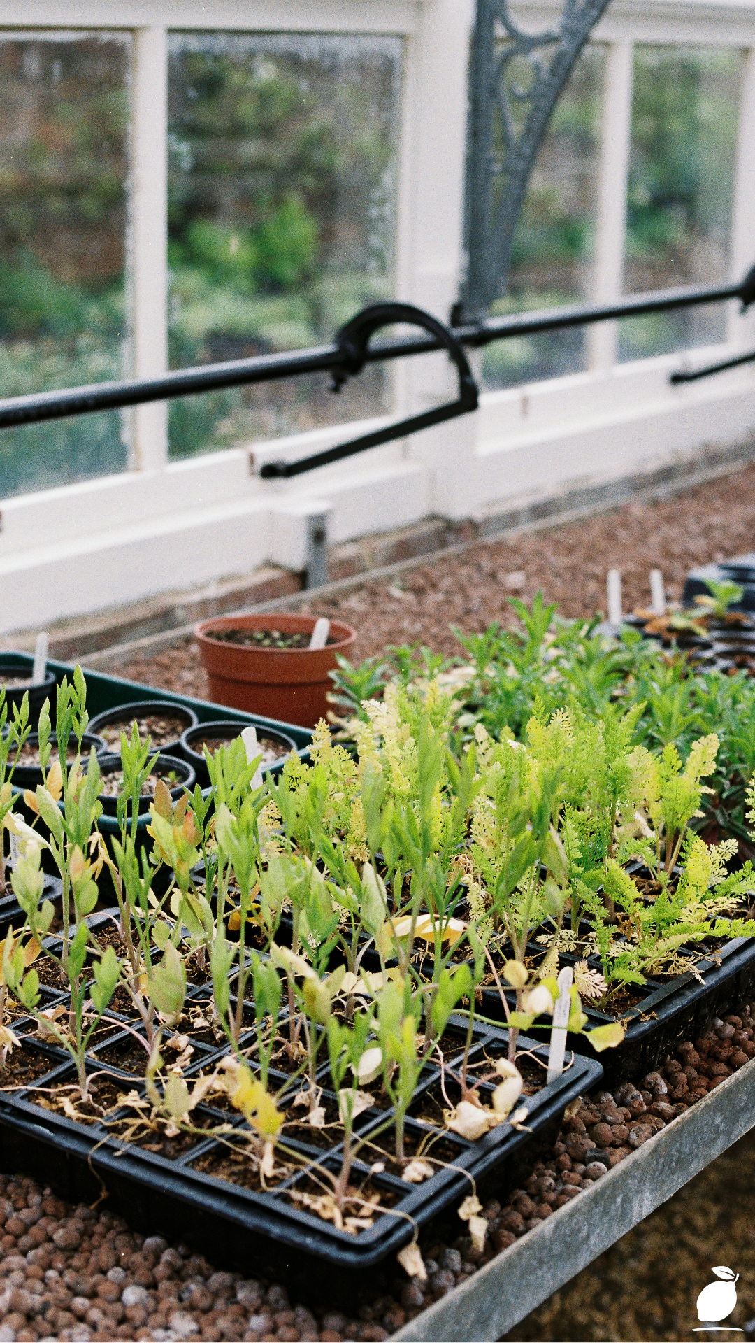 How To Start Seeds Indoors
