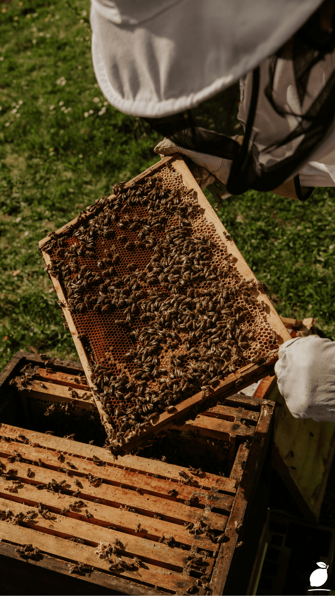 How To Render And Clean Beeswax