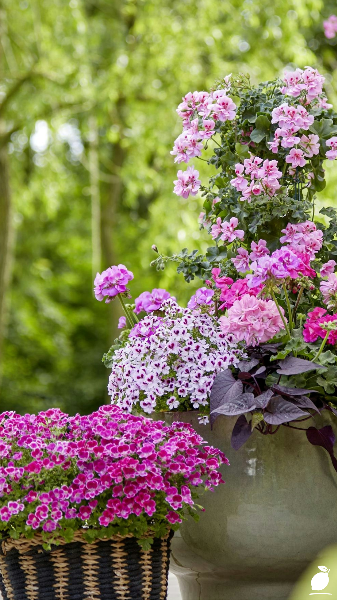 Cascading Flowers For Containers