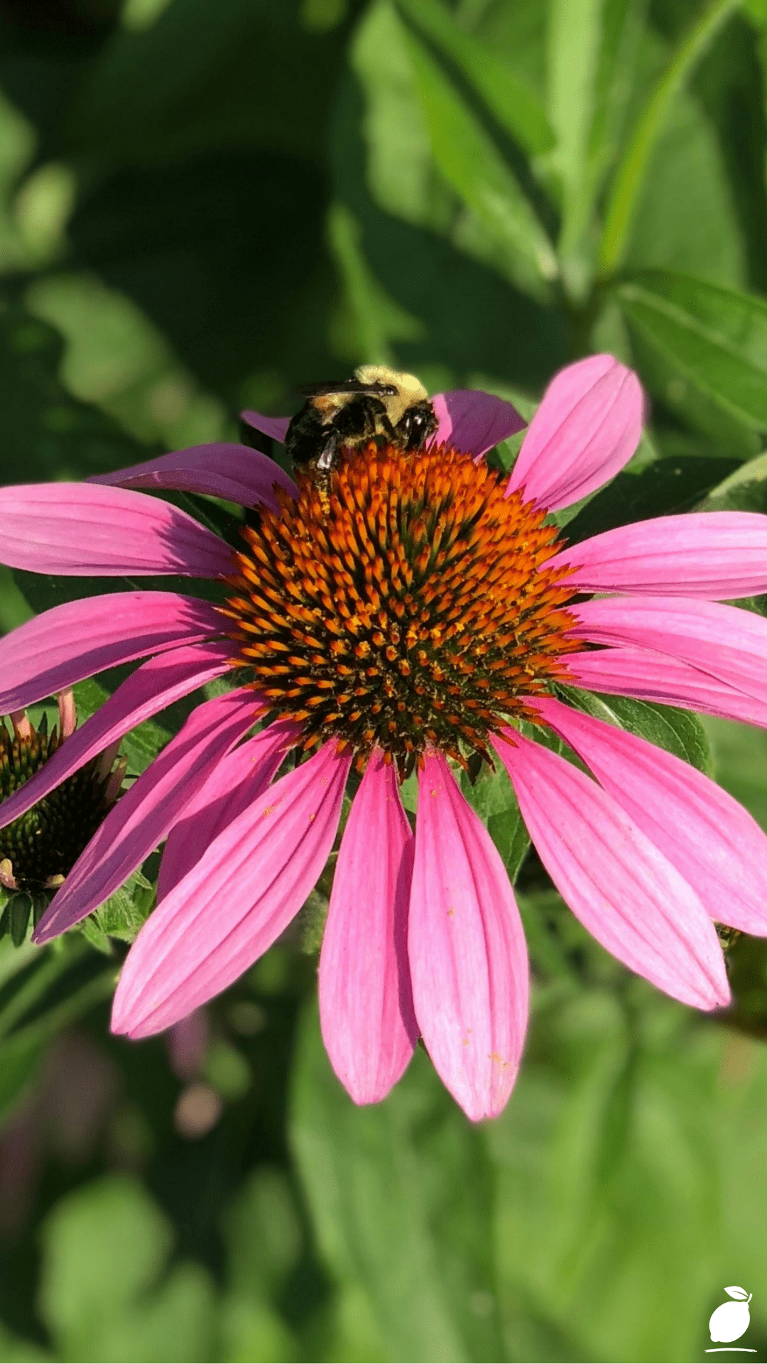Pollinator Flowers That Grow Well in Shade
