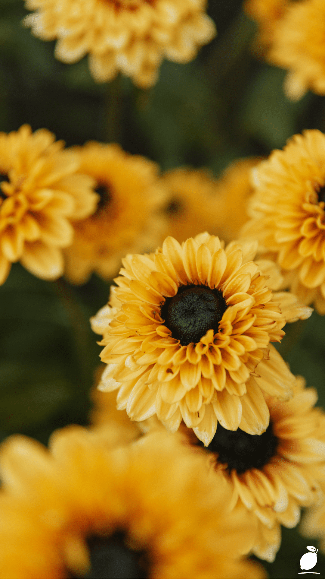 Romantic Cut Flower Garden Planting Plan For Sunny Late Spring To Summer Blooms