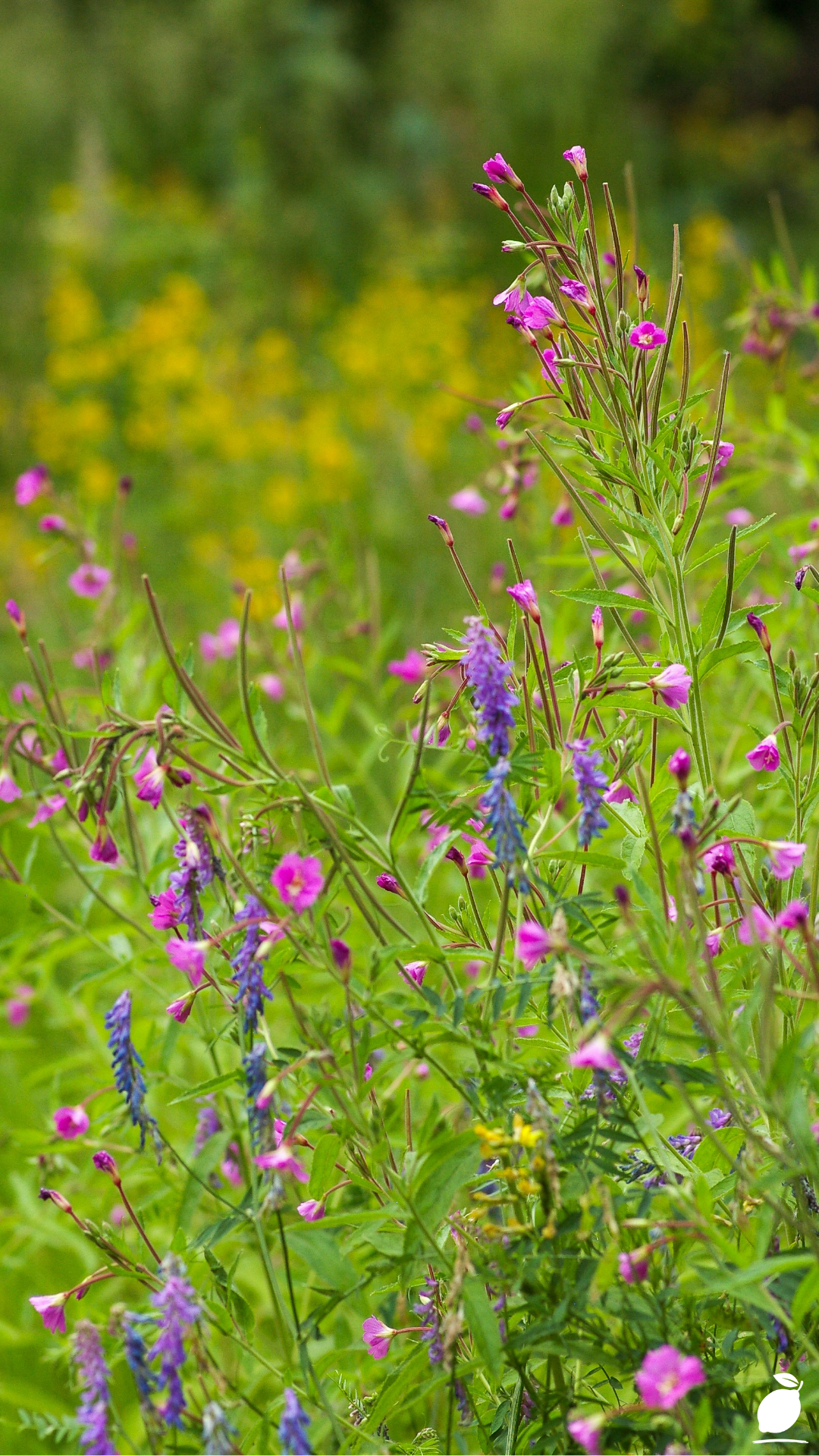 How To Create a Modern Meadow Garden