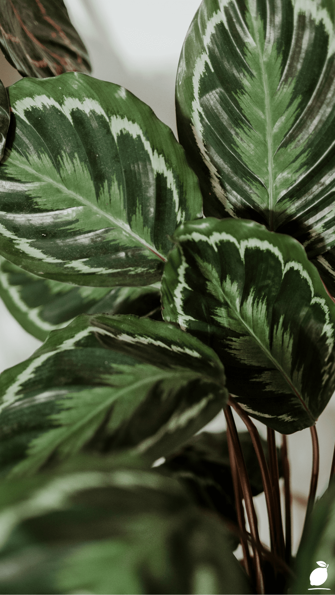 Why Are Your Calathea Leaves Browning?